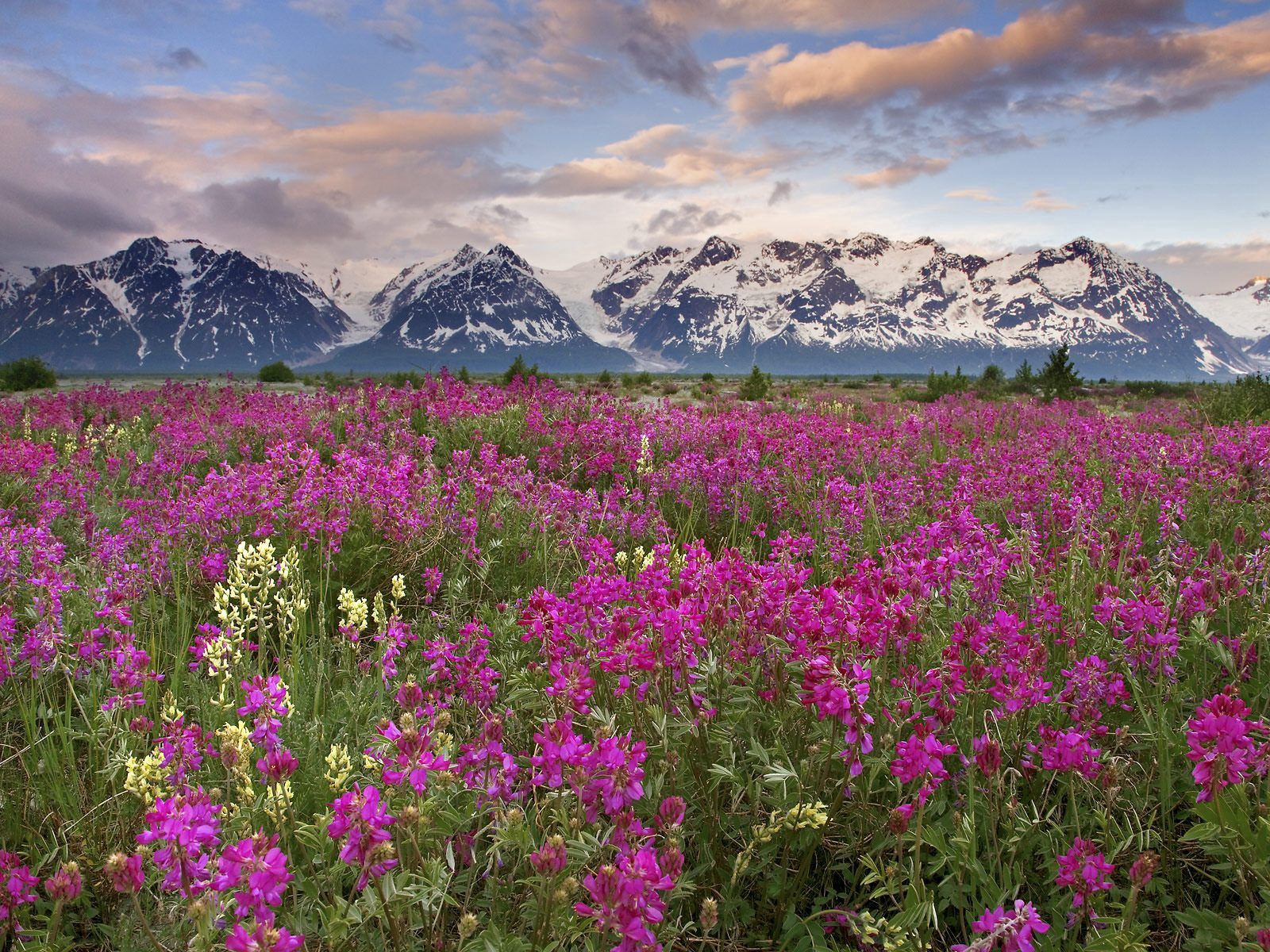 Laden Sie das Feld, Natur, Blumen, Mountains, Rosa, Clouds-Bild kostenlos auf Ihren PC-Desktop herunter