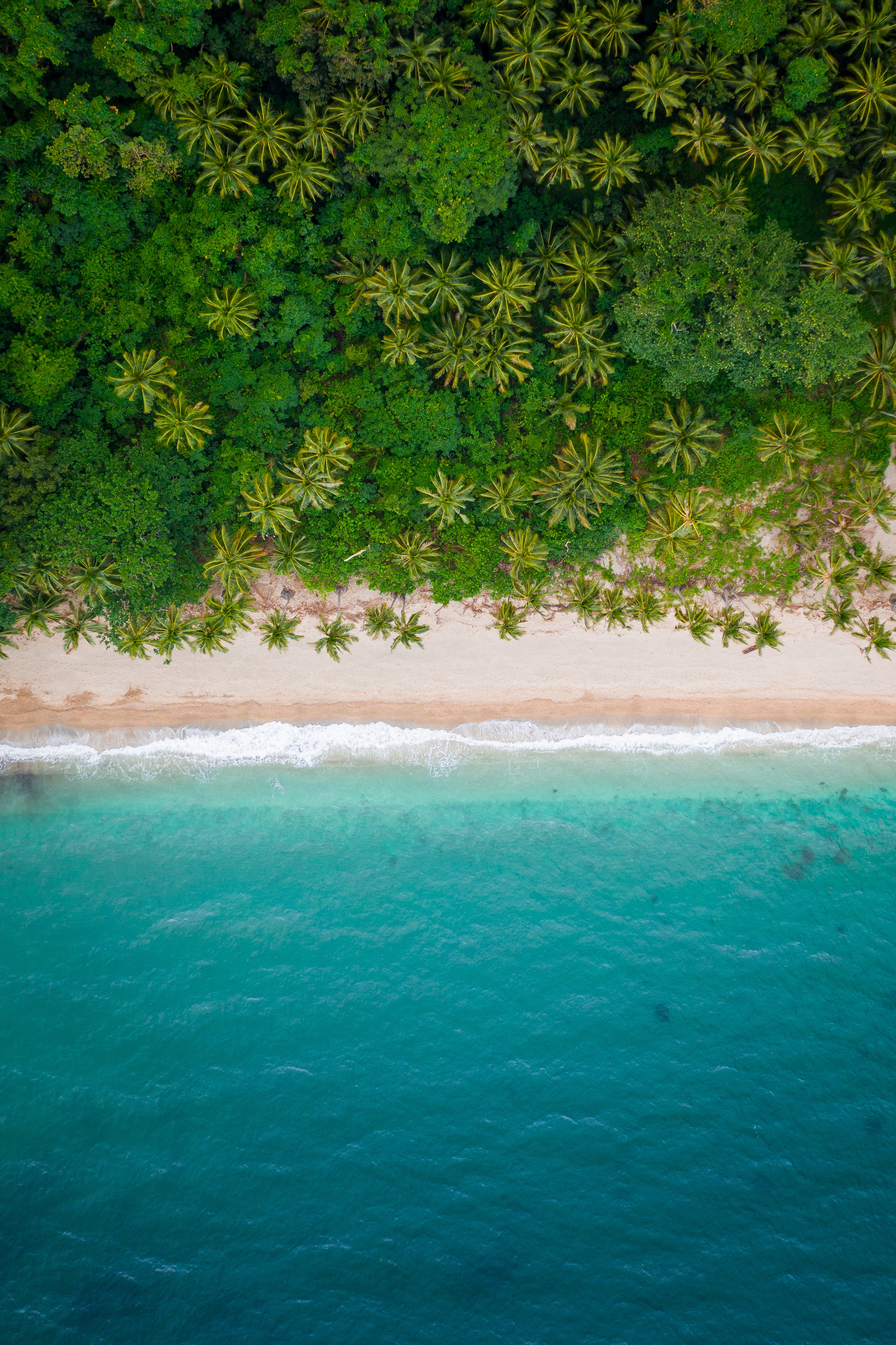 sea, nature, beach, palms, view from above, shore, bank 4K