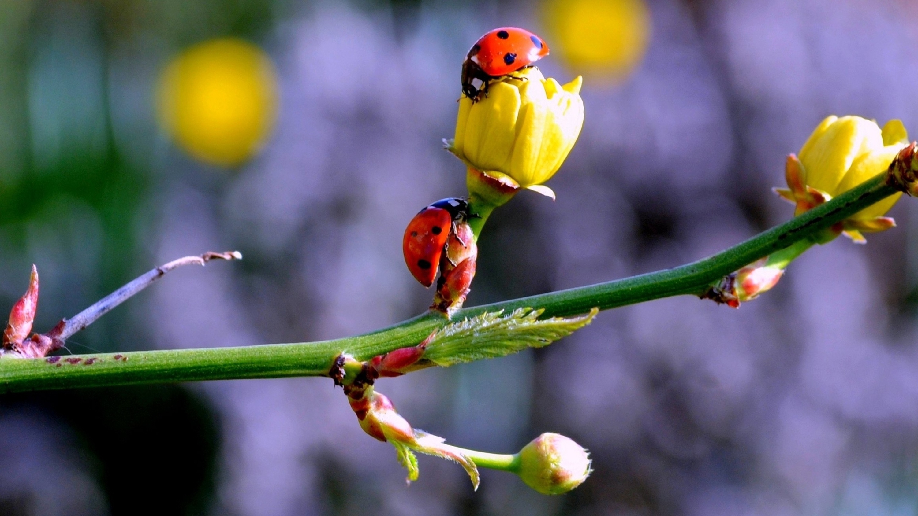 spring, ladybugs, macro, branch, buds