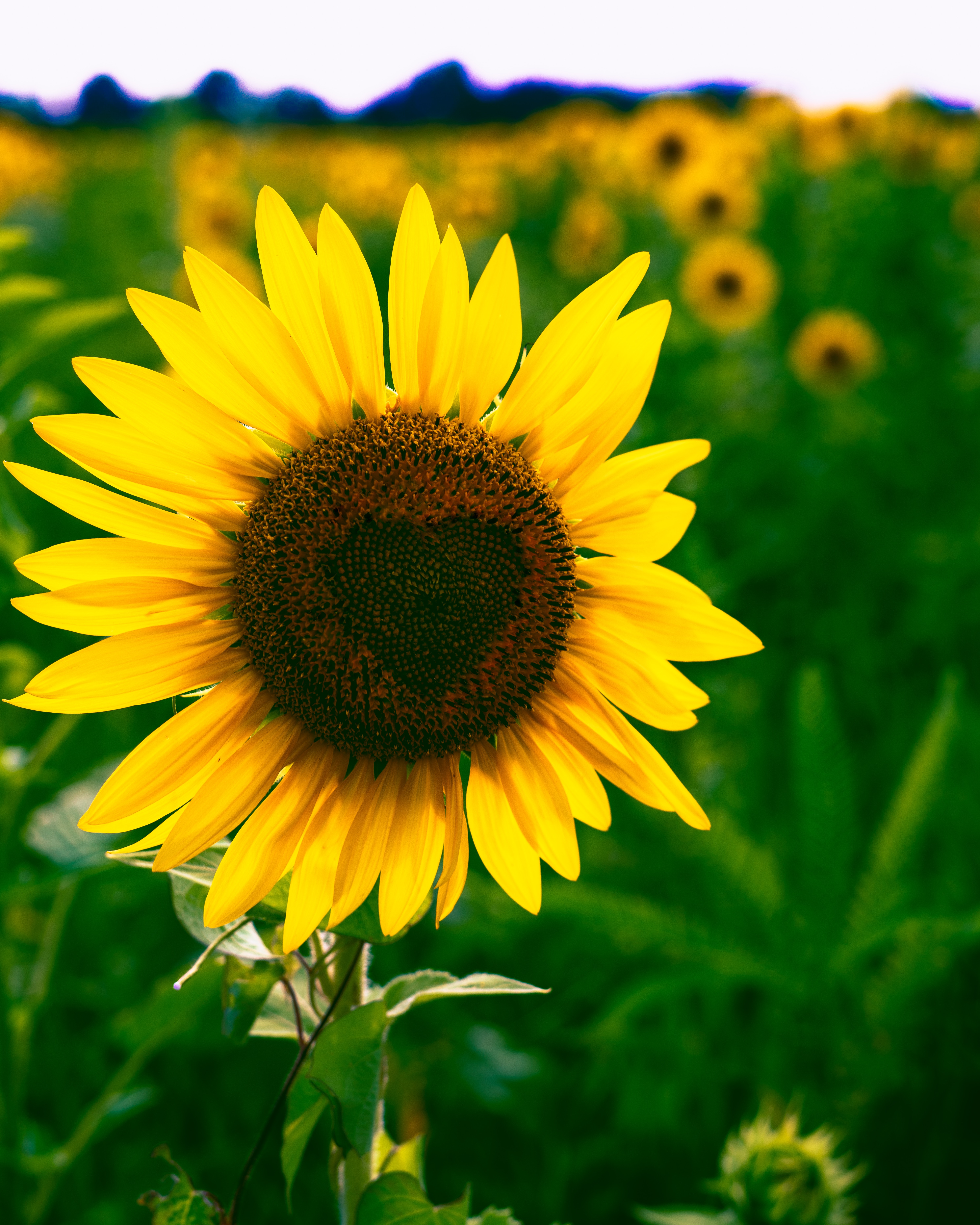 Laden Sie das Herzen, Blumen, Blume, Blühen, Blühenden, Ein Herz, Sonnenblume-Bild kostenlos auf Ihren PC-Desktop herunter