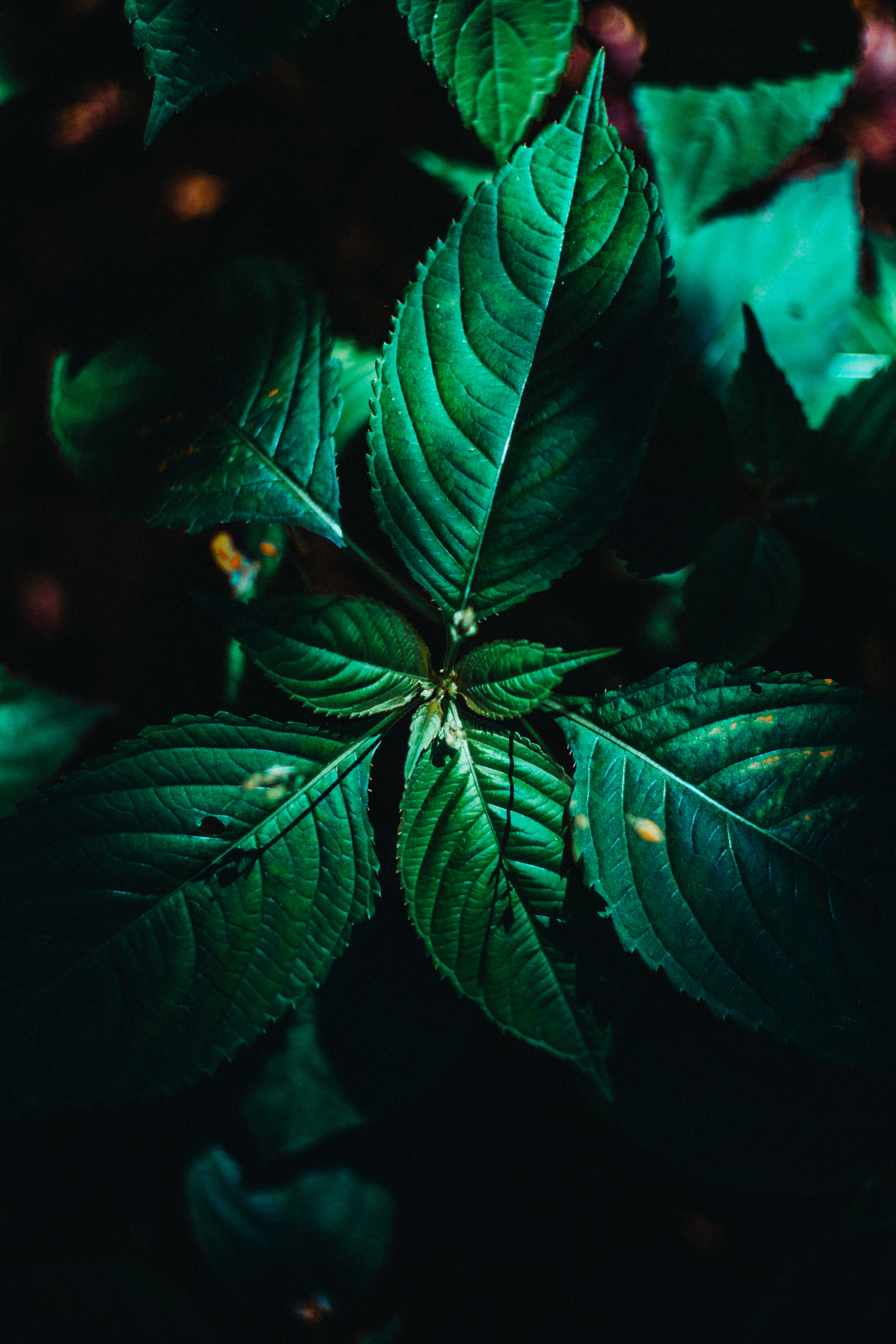 surface, leaves, macro, green, plant, veins iphone wallpaper