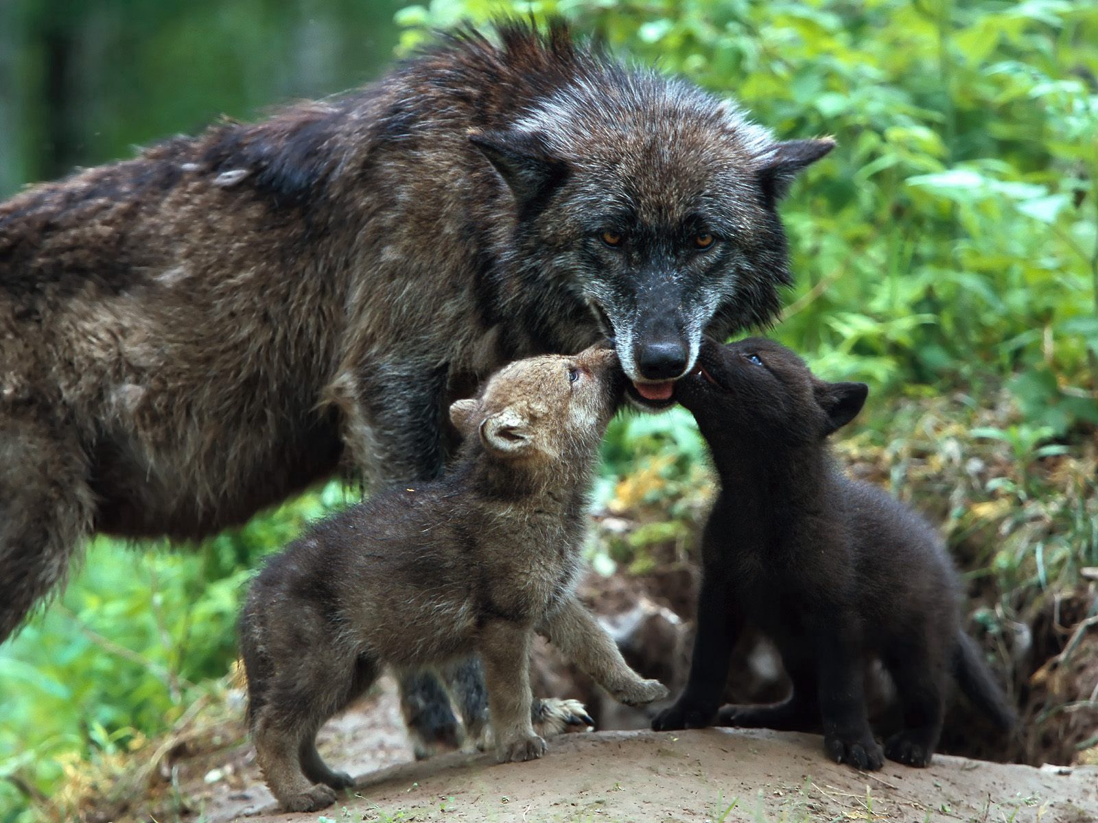 wolf, animals, young, color, family, care, cubs 5K