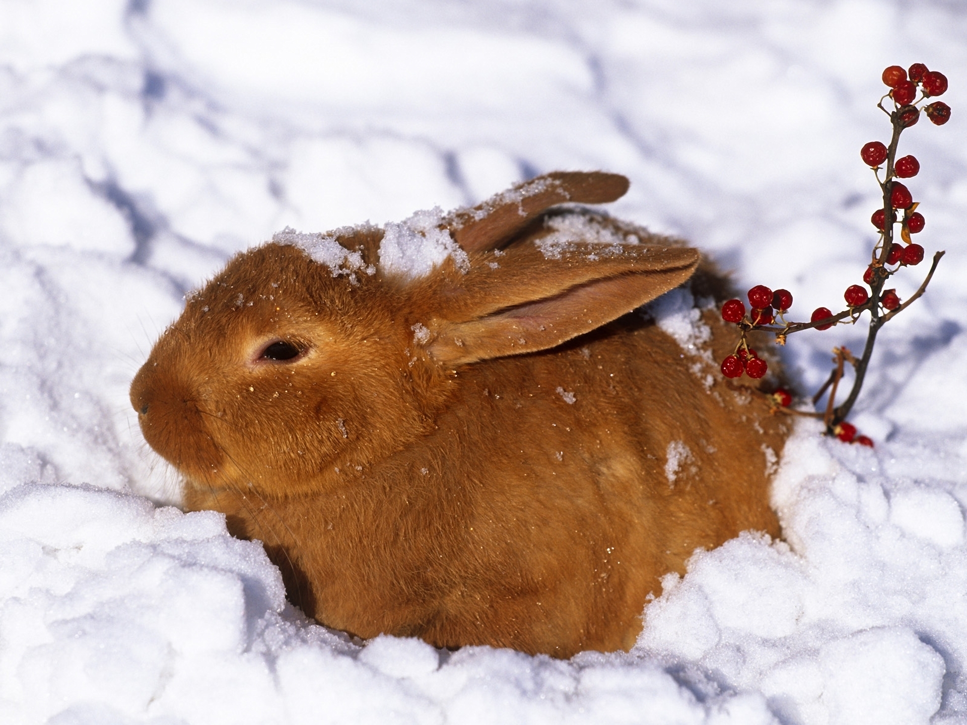 134436 Screensavers and Wallpapers Rabbit for phone. Download animals, winter, snow, berries, red, redhead, rabbit, hare pictures for free