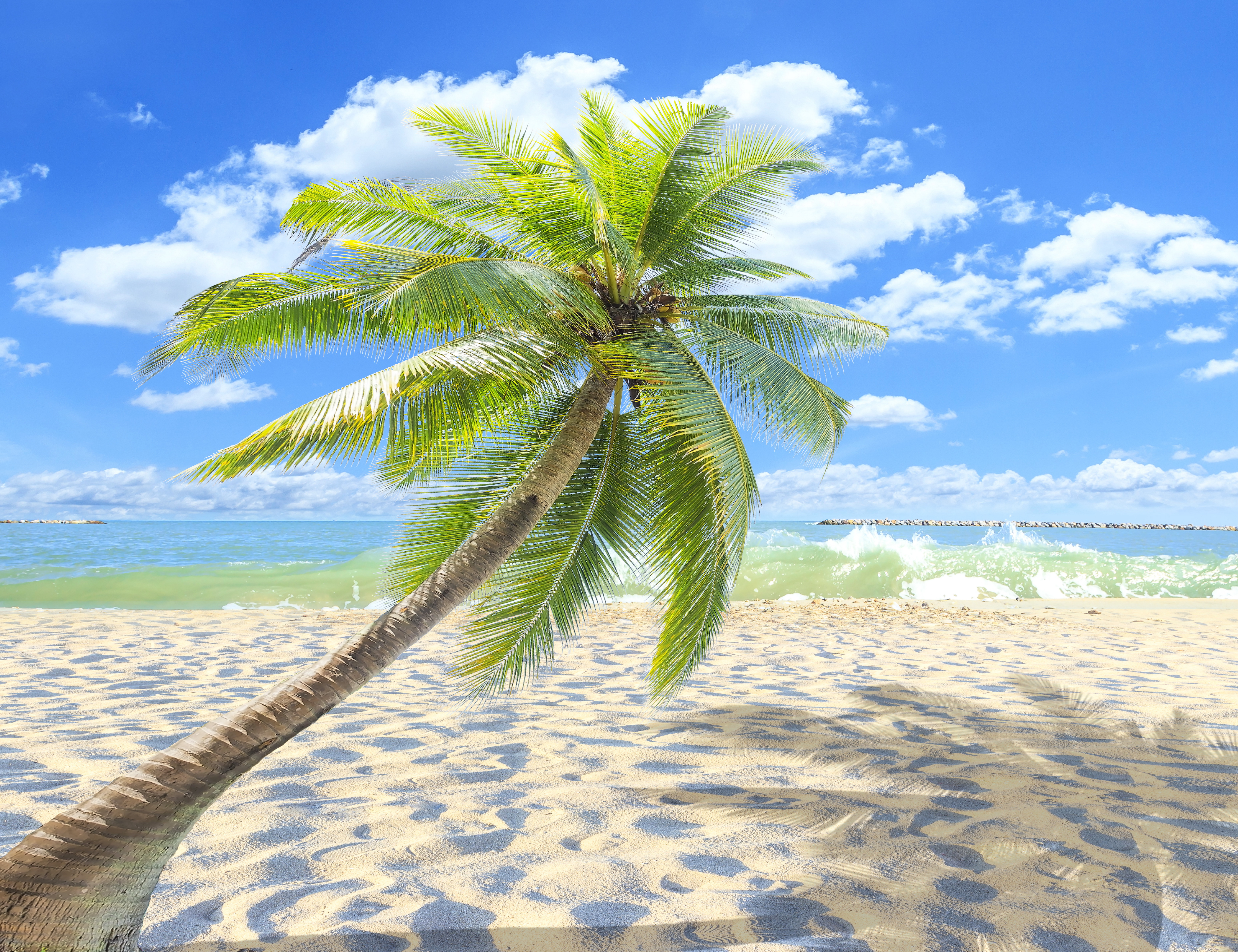 Beach tree. Море пальмы. Море пальмы и песок. Море пляж пальмы. Пляж с пальмами.