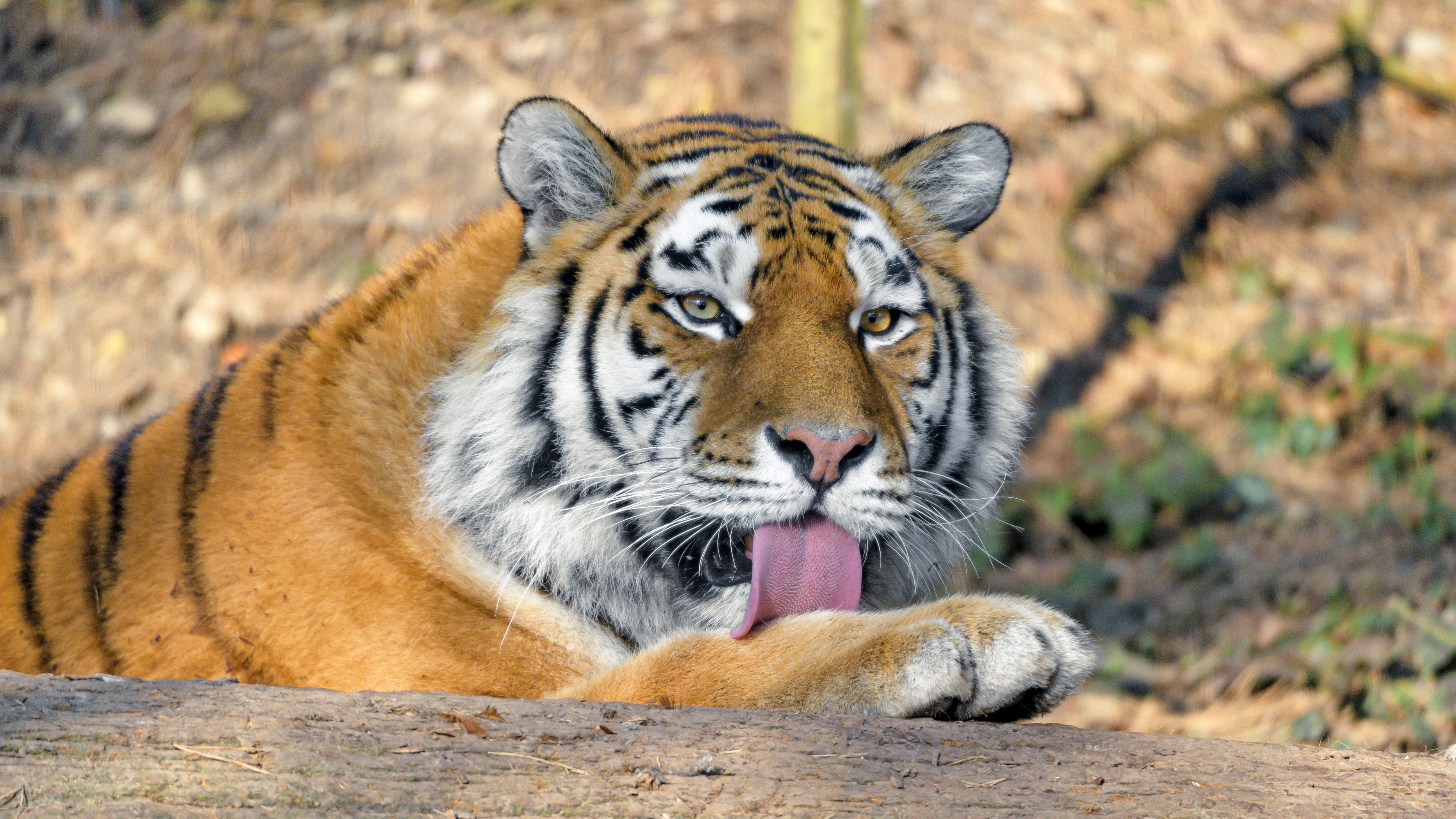predator, tiger, big cat, protruding tongue Phone Wallpaper