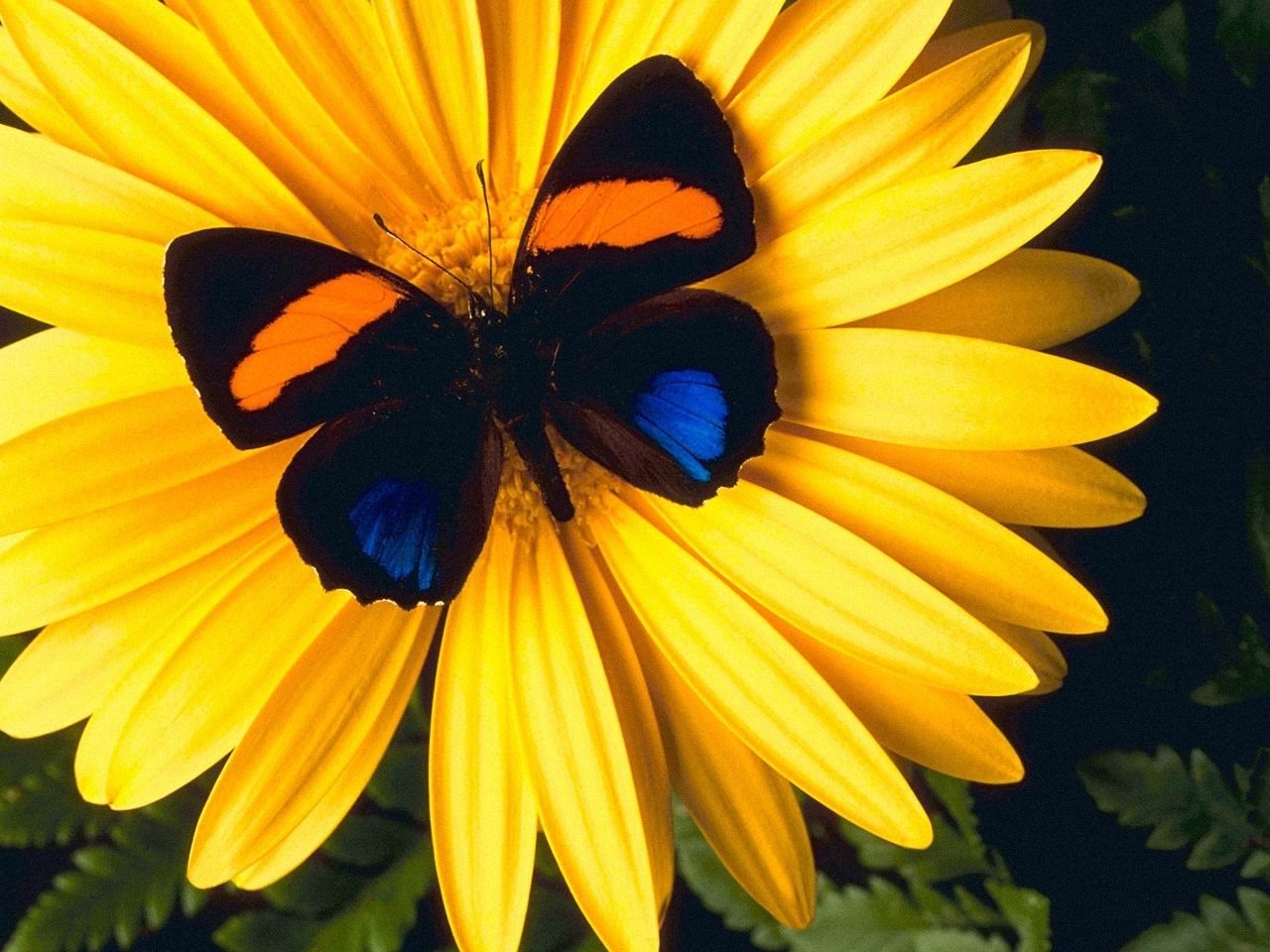 8701 Salvapantallas y fondos de pantalla Mariposas en tu teléfono. Descarga imágenes de flores, insectos, amarillo gratis
