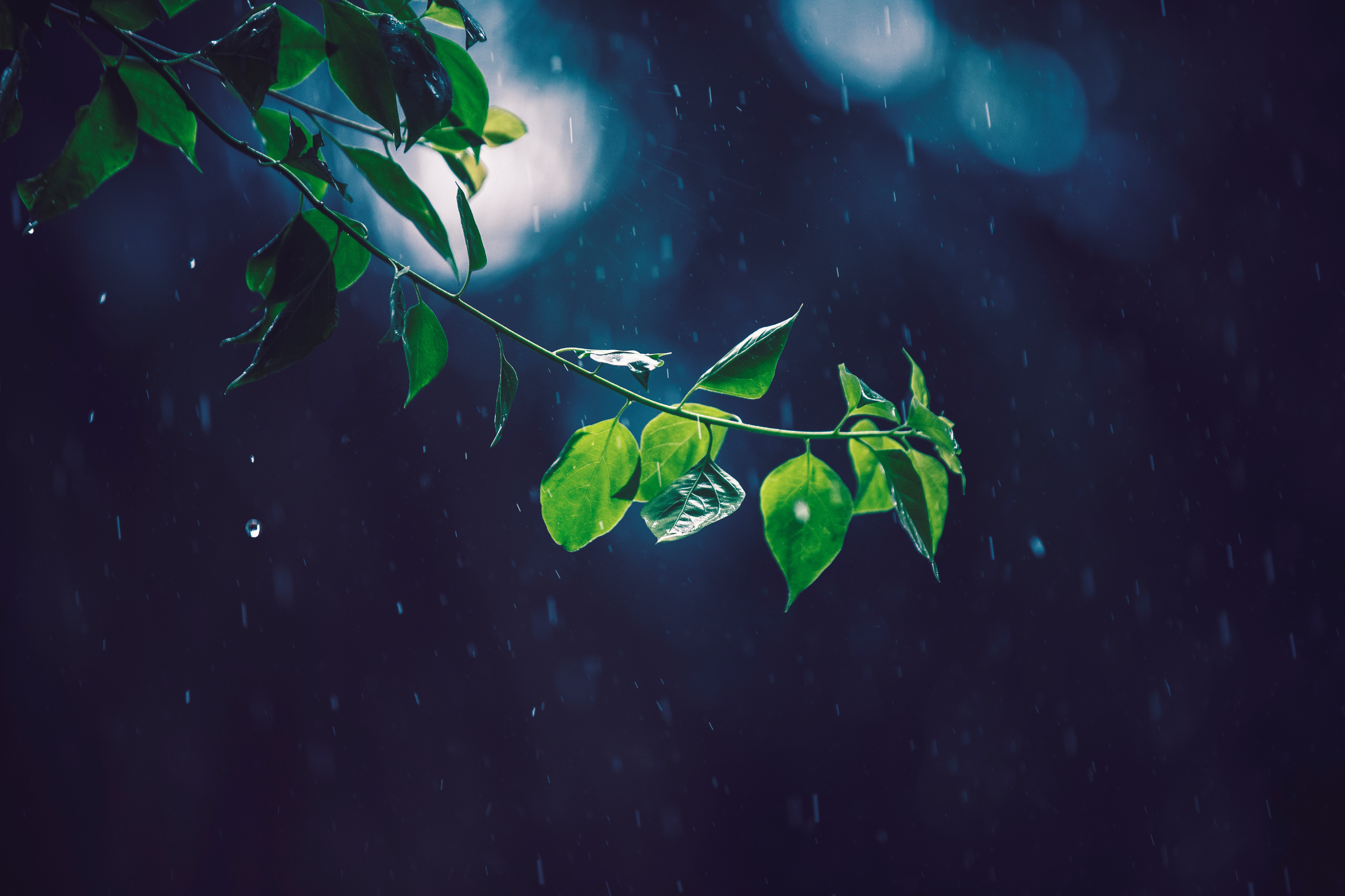 glare, rain, macro, leaves, branch 4K