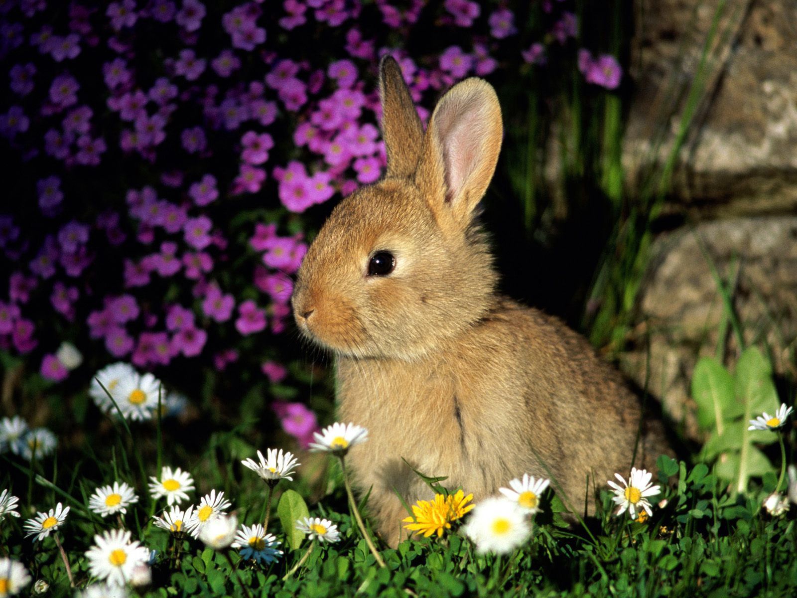115881 Bildschirmschoner und Hintergrundbilder Kaninchen auf Ihrem Telefon. Laden Sie blumen, tiere, tot, grass Bilder kostenlos herunter