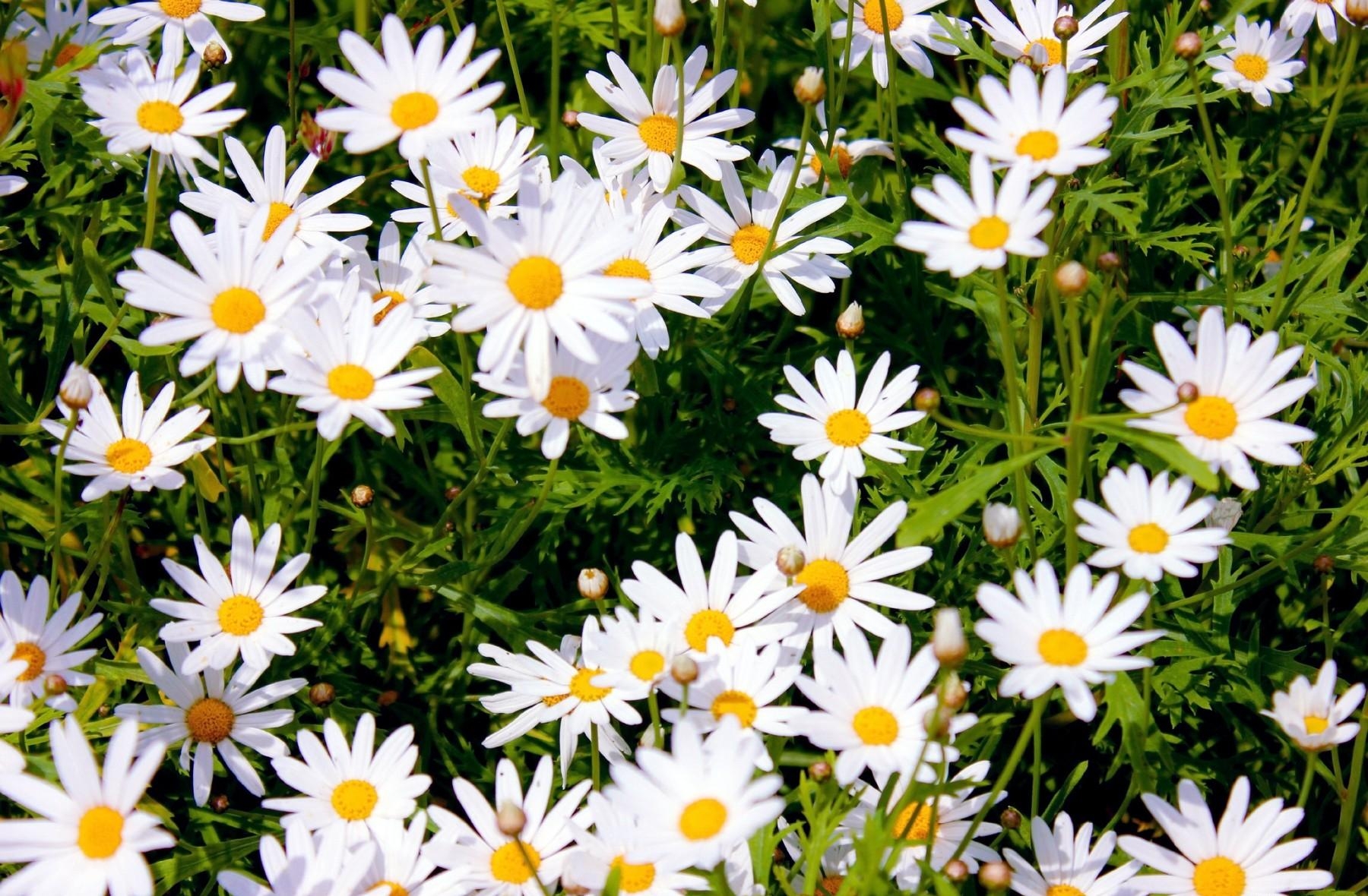 Free HD flowers, summer, camomile, positive, polyana, glade, sunny