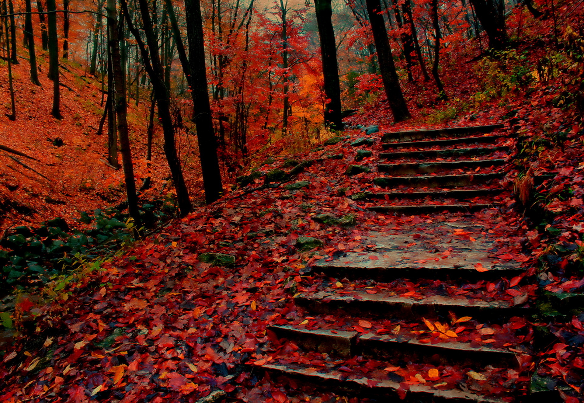 forest, path, stairs, steps, man made, fall, park, tree
