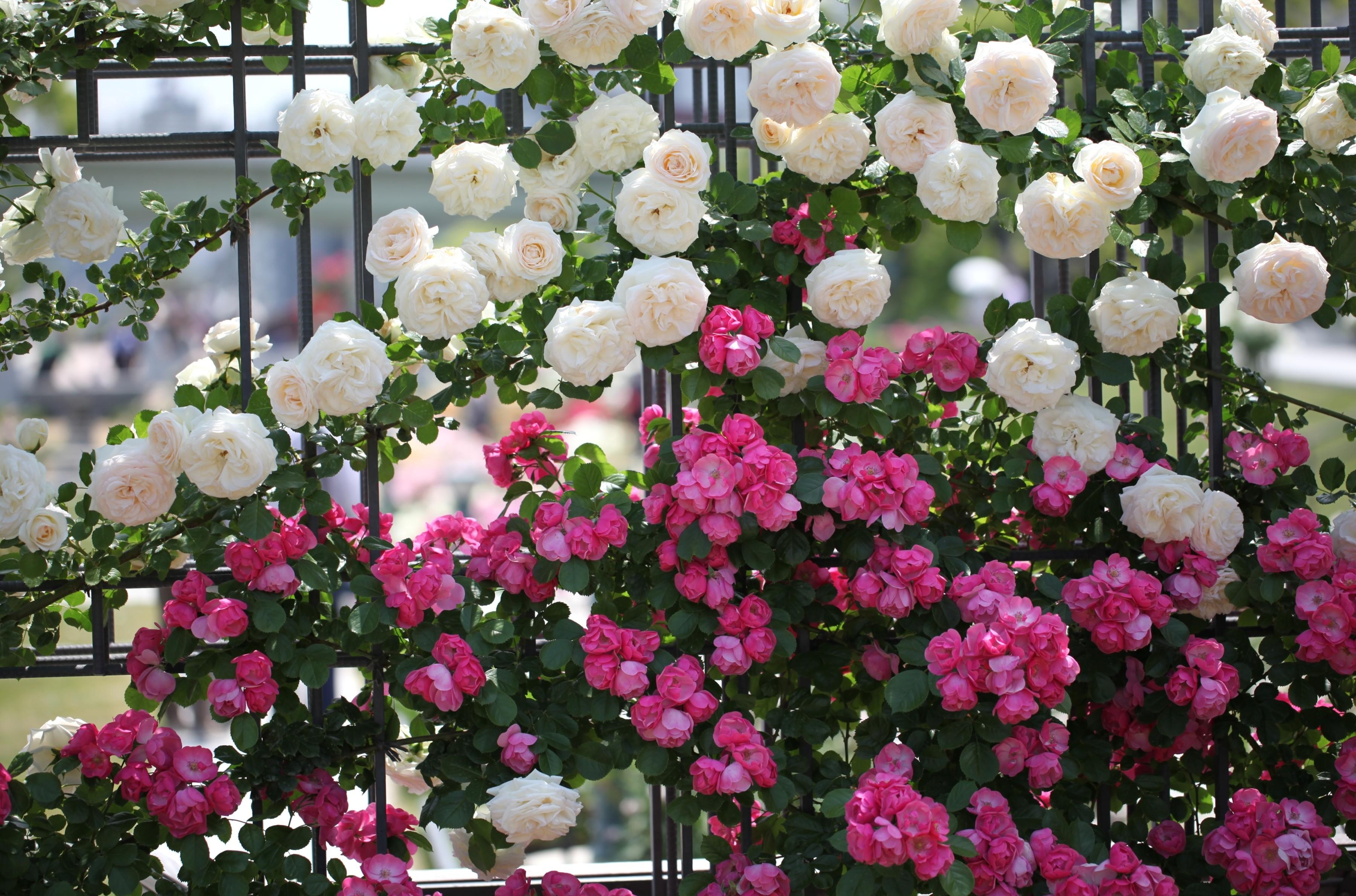 it's beautiful, roses, flowers, greens, fence, handsomely, different QHD