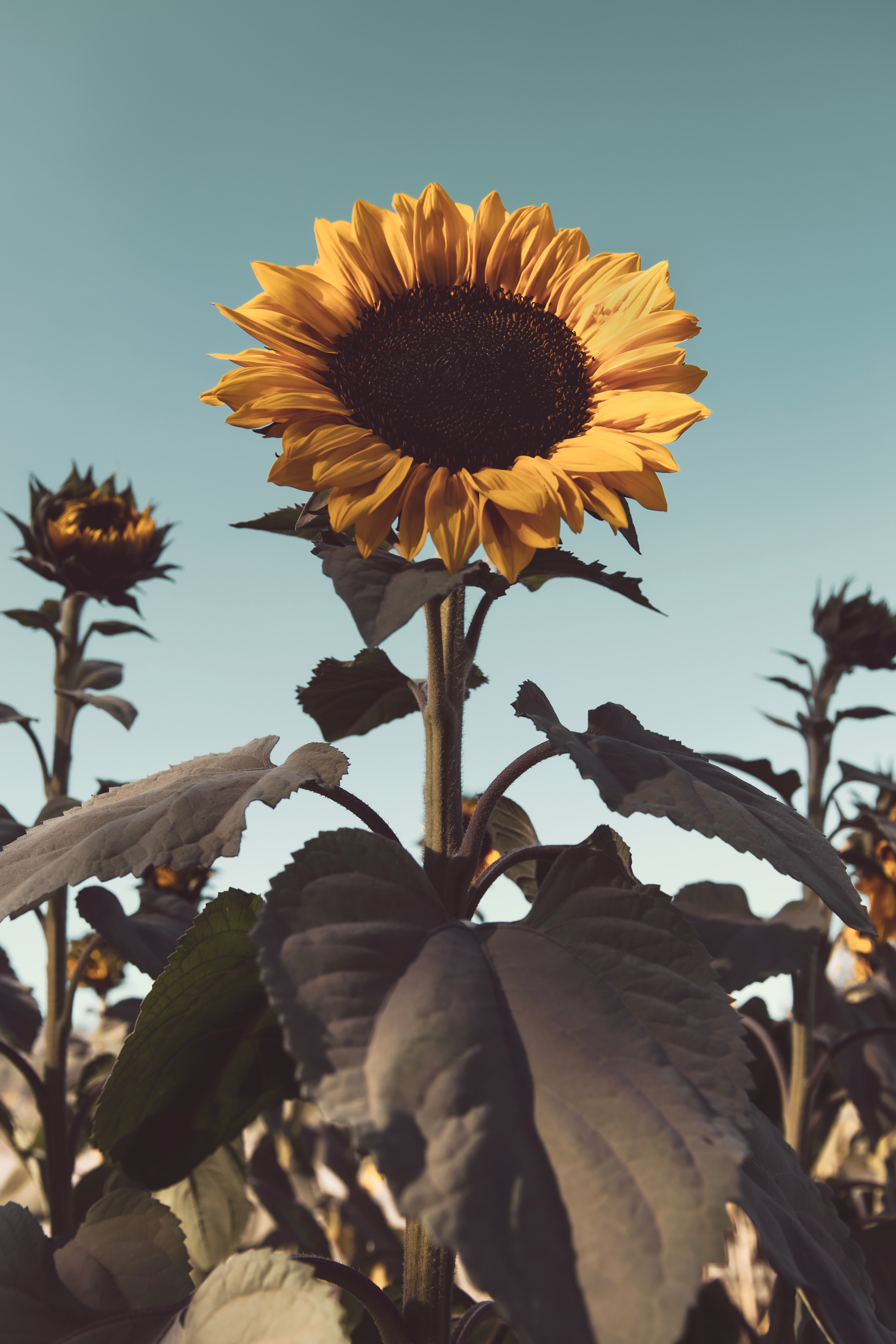 flowering, yellow, flowers, flower, plant, bloom, sunflower for android