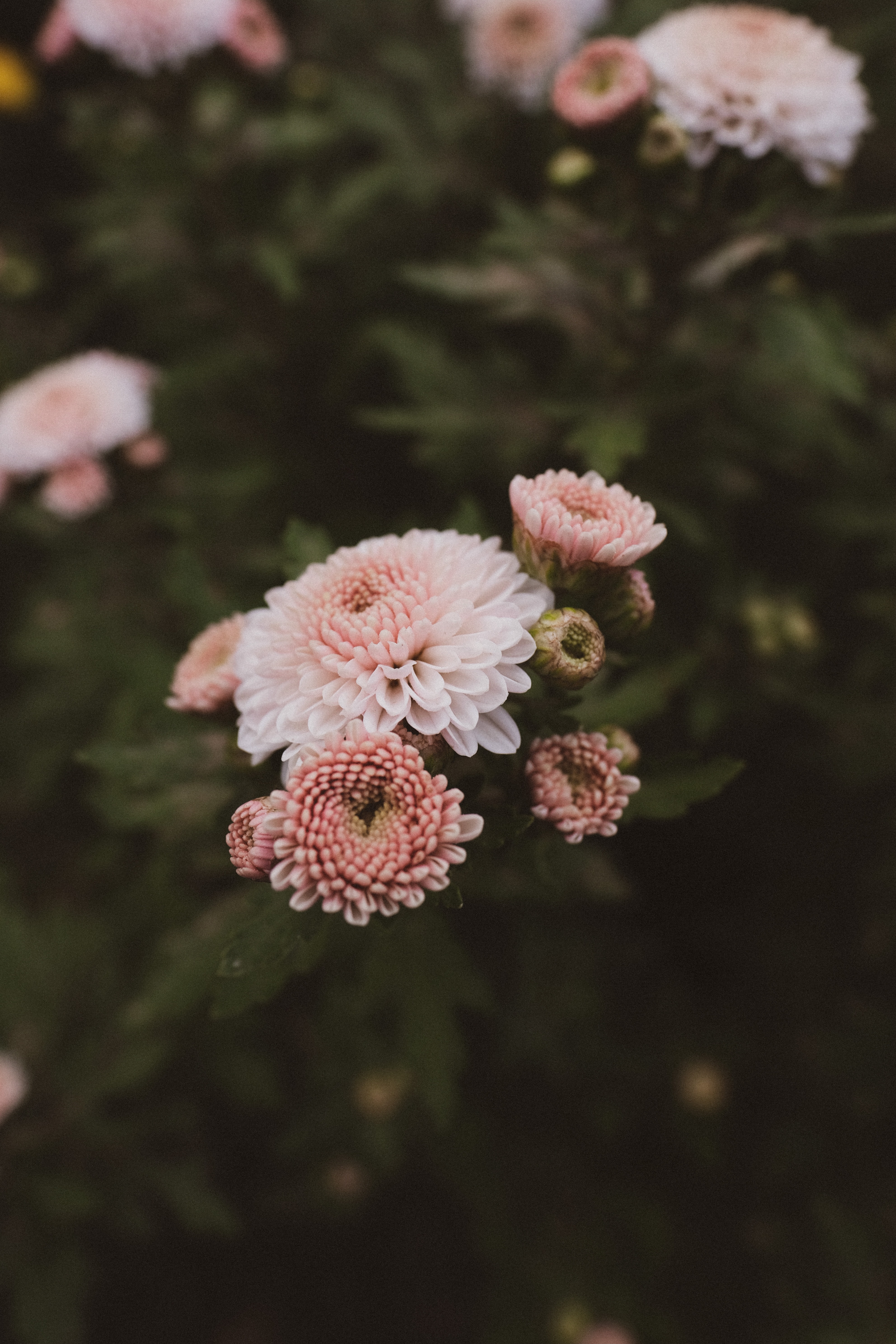 Laden Sie das Blumen, Rosa, Blühen, Blühenden, Dahlie, Dahlia-Bild kostenlos auf Ihren PC-Desktop herunter