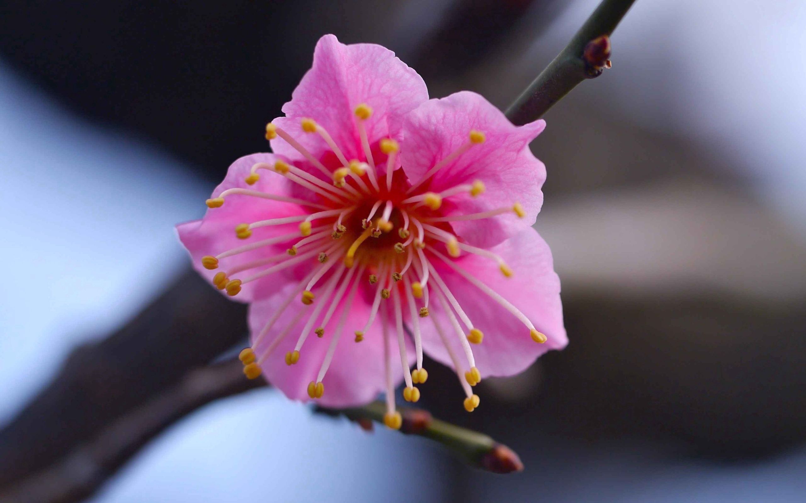 1080p pic flower, branch, pink