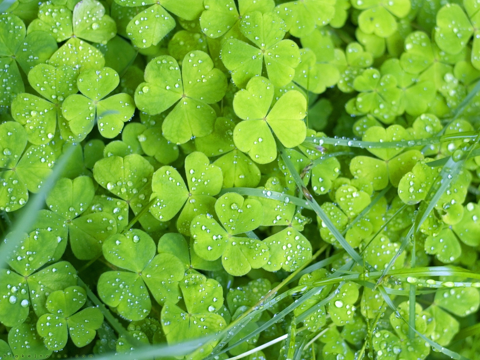 234 download wallpaper plants, shamrock, green screensavers and pictures for free