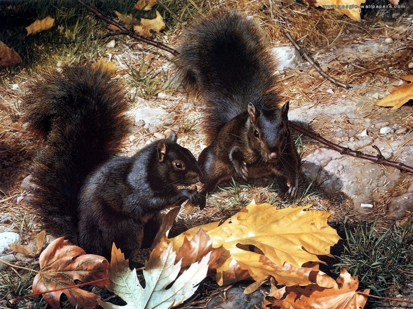 23279 Bild herunterladen tiere, eichhörnchen - Hintergrundbilder und Bildschirmschoner kostenlos