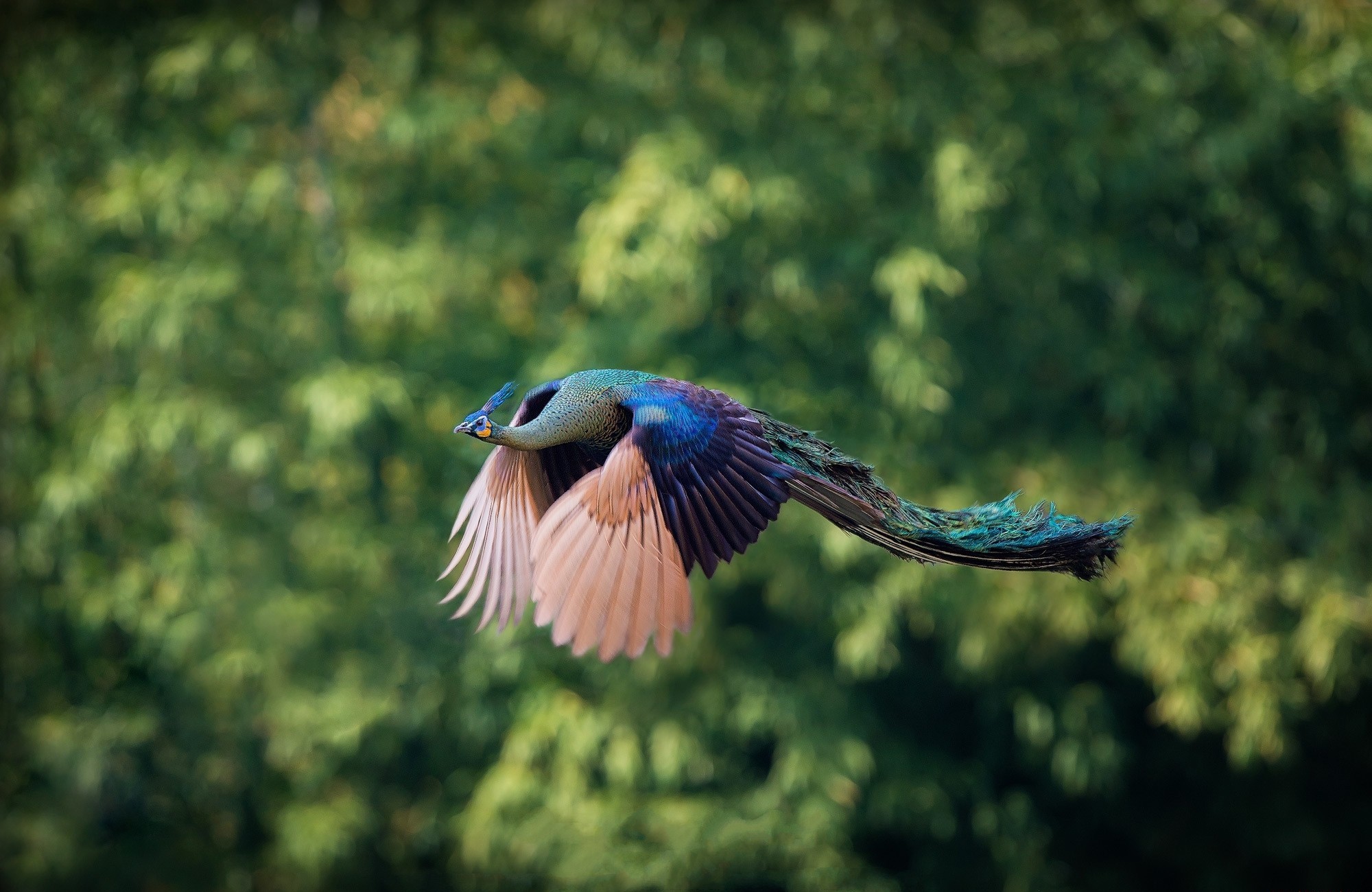animal, peacock, flight, birds
