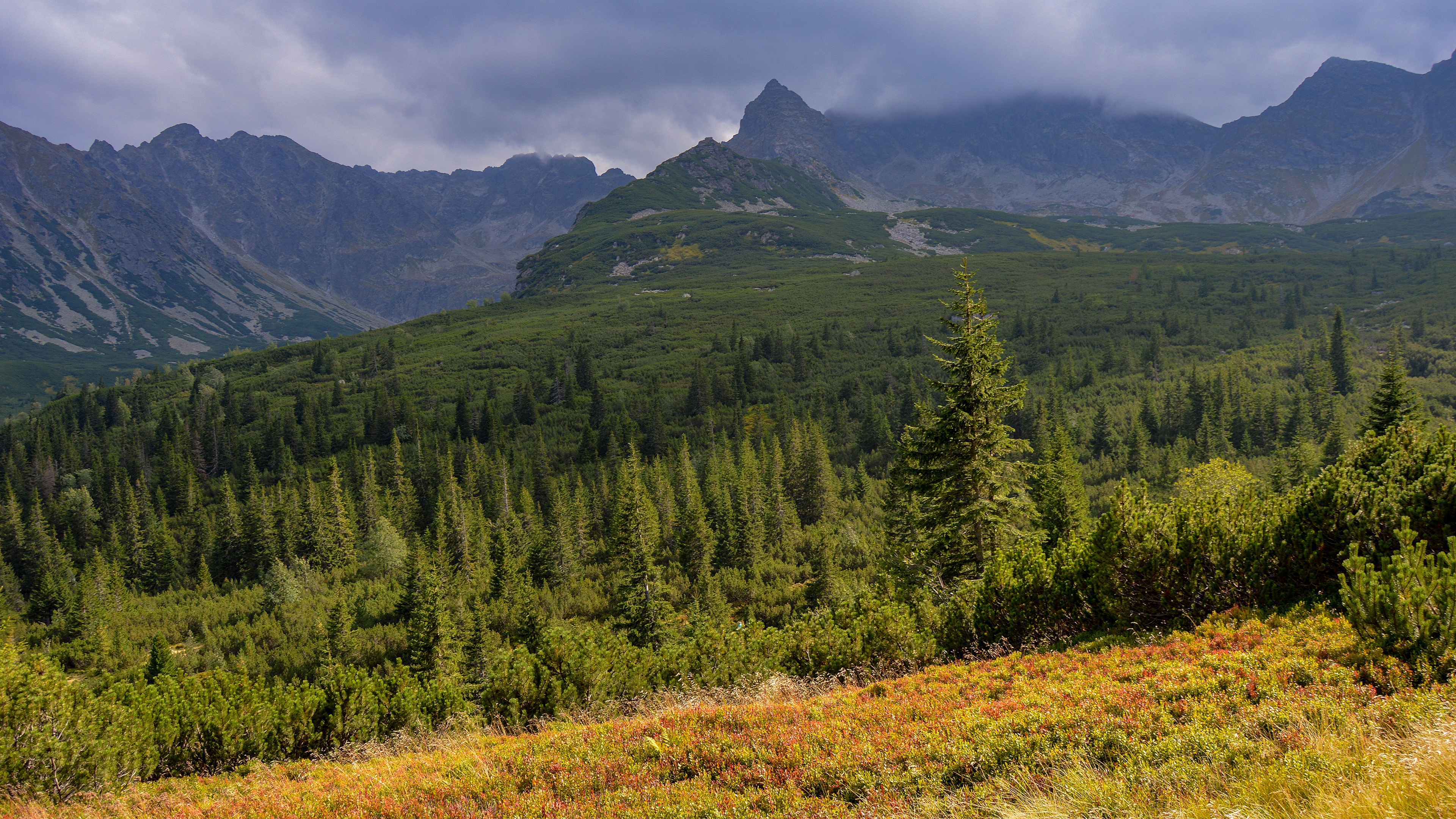 spruce, earth, peak, mountain, forest, landscape phone wallpaper
