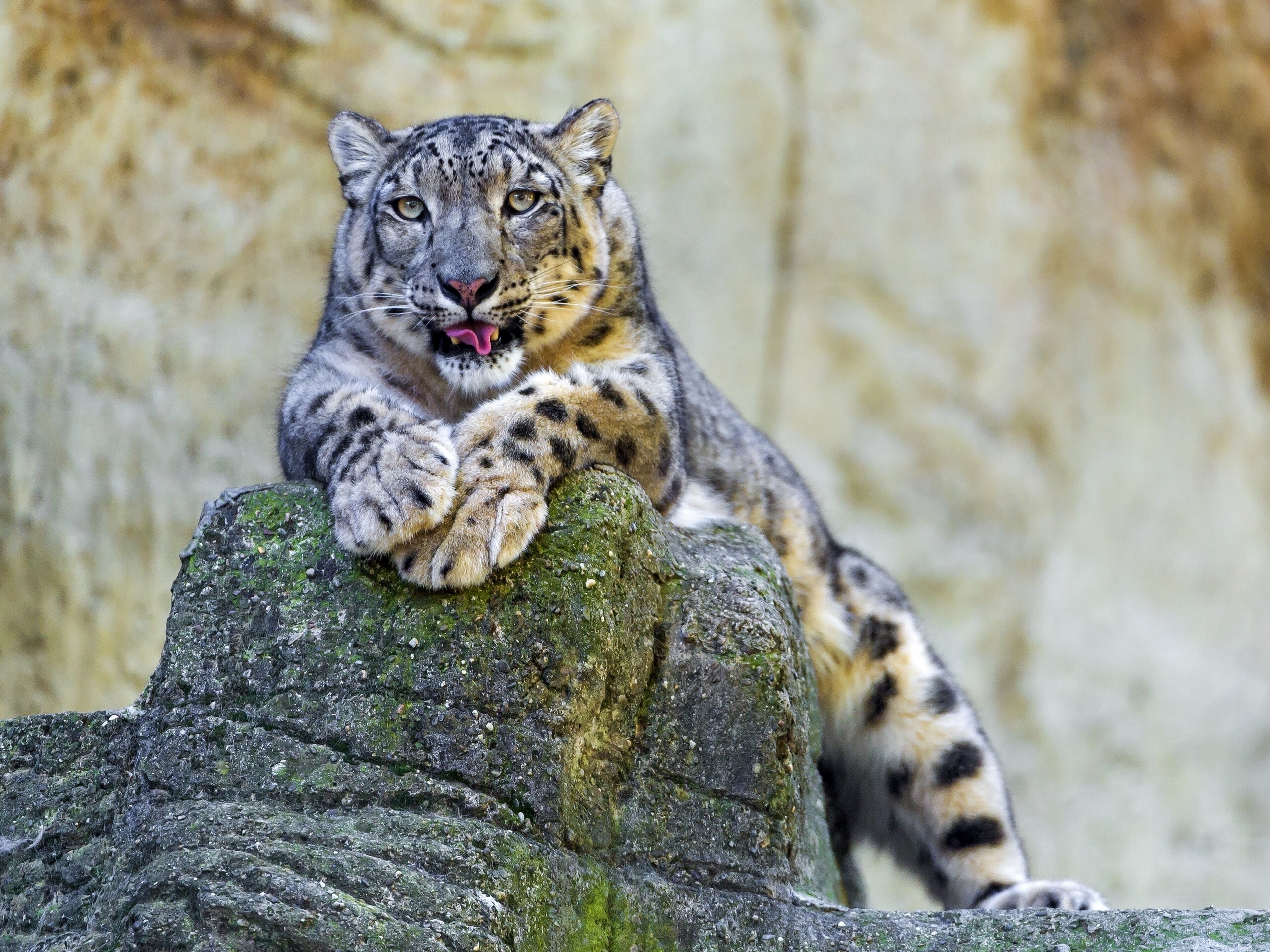 animals, lie, snow leopard, to lie down Ultrawide Wallpapers