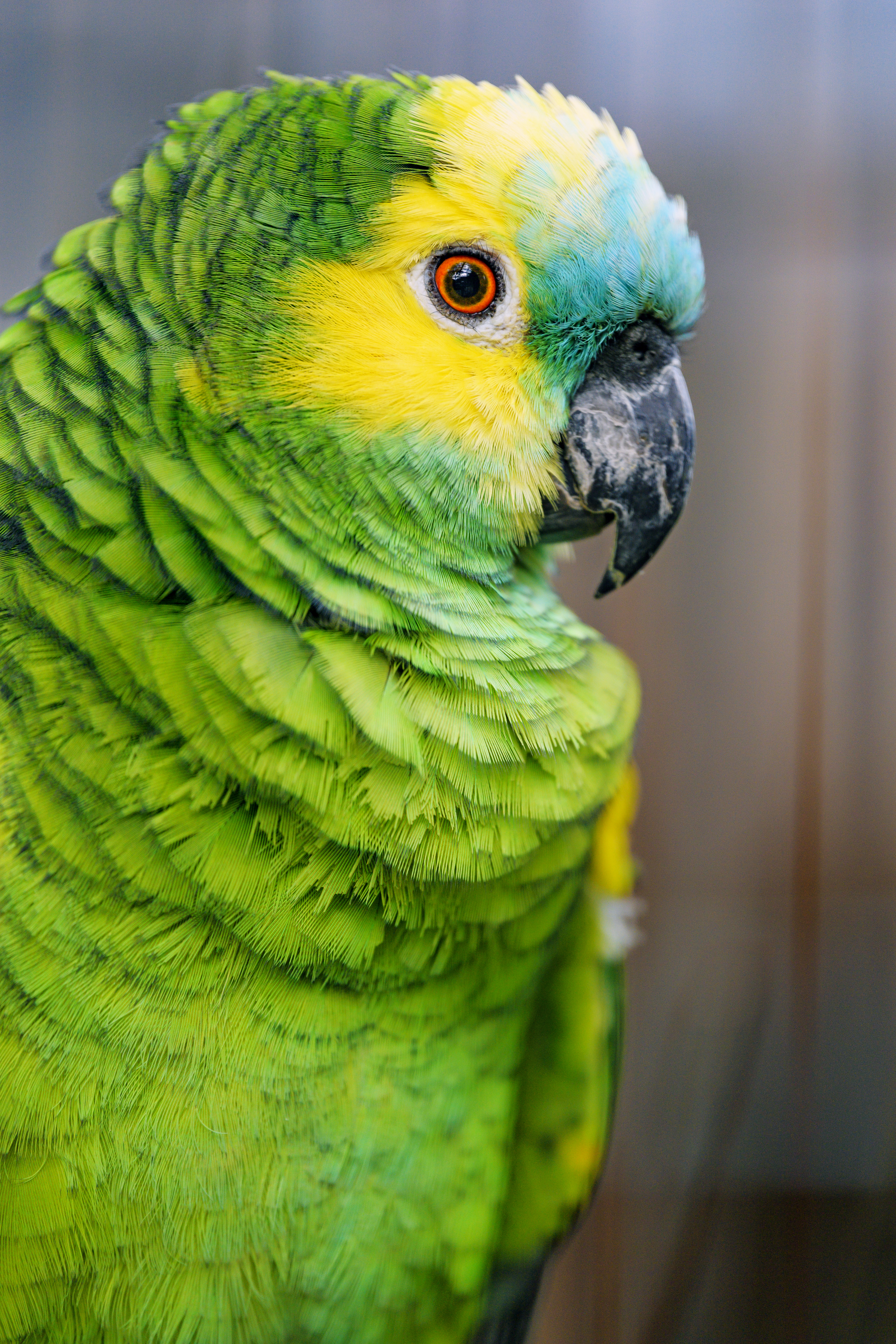 71181 télécharger le fond d'écran perroquets, oiseau, amazonie à tête bleue, animaux, vert, amazone à face bleue - économiseurs d'écran et images gratuitement