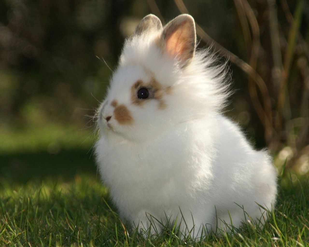 rabbit, animals, spotty, fluffy Lock Screen Images