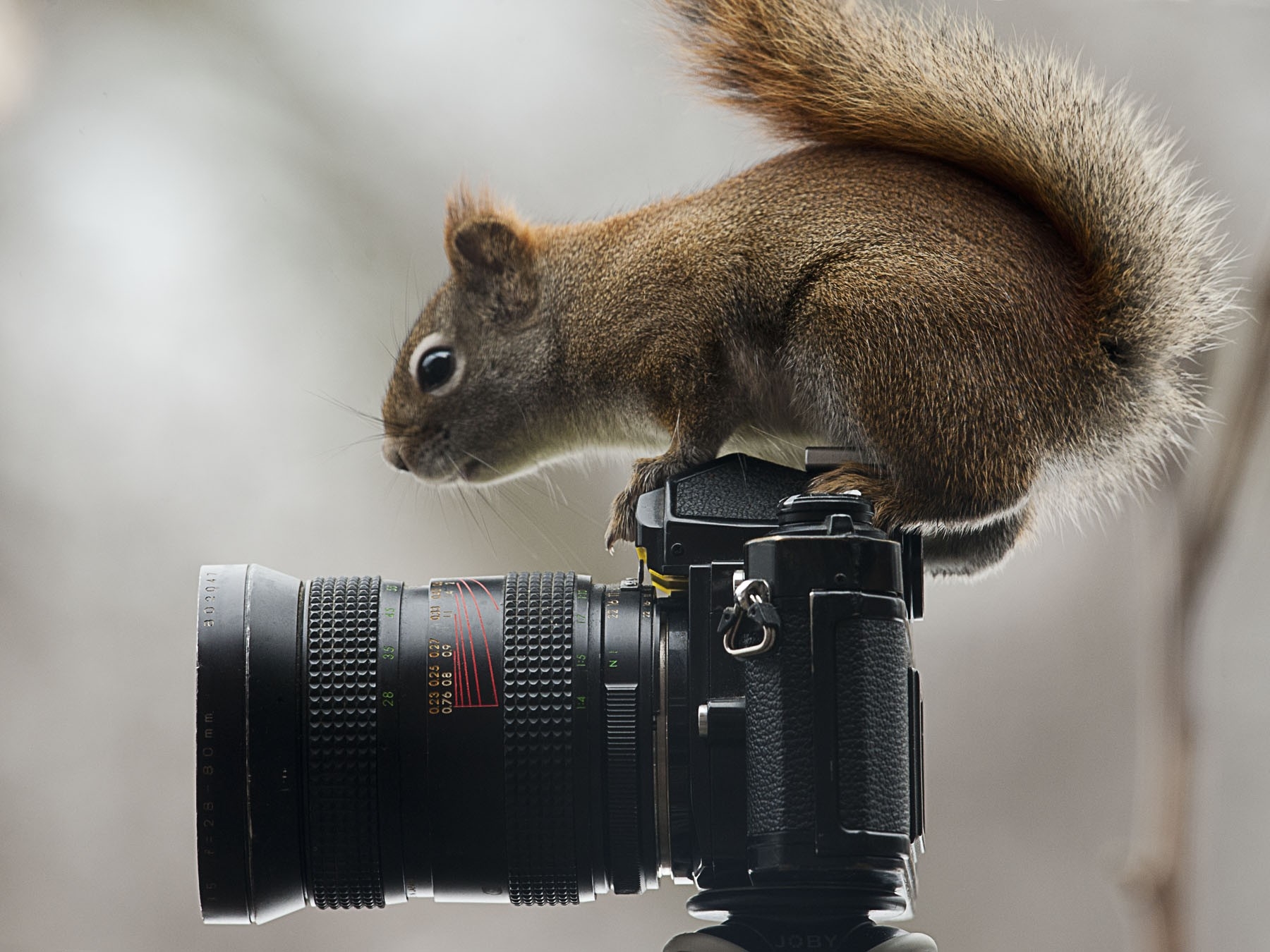 122718 Bildschirmschoner und Hintergrundbilder Neugierde auf Ihrem Telefon. Laden Sie kamera, tiere, sitzen, eichhörnchen Bilder kostenlos herunter