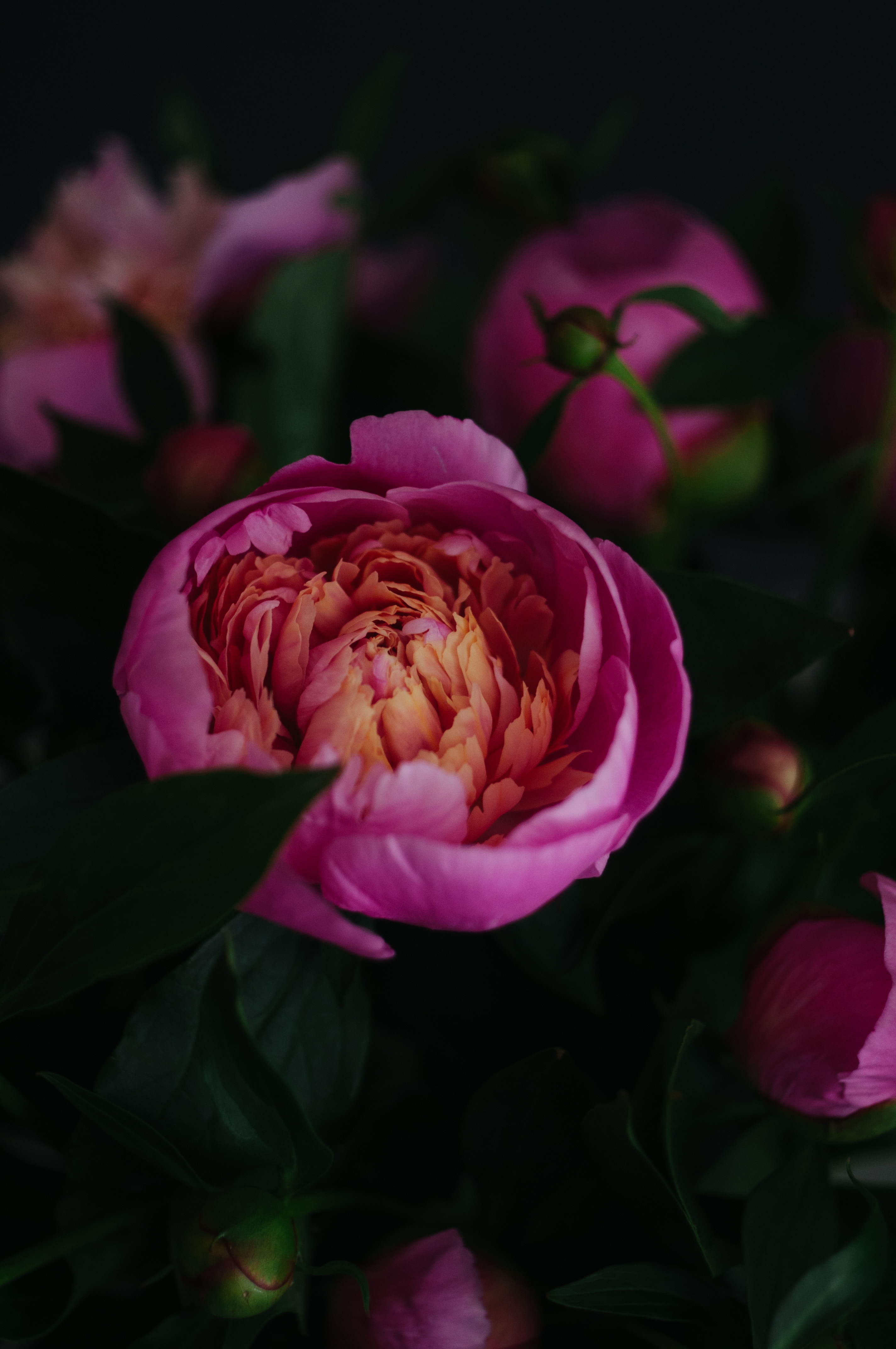 peony, flowering, flowers, pink, flower, close up, bloom, pion Free Stock Photo