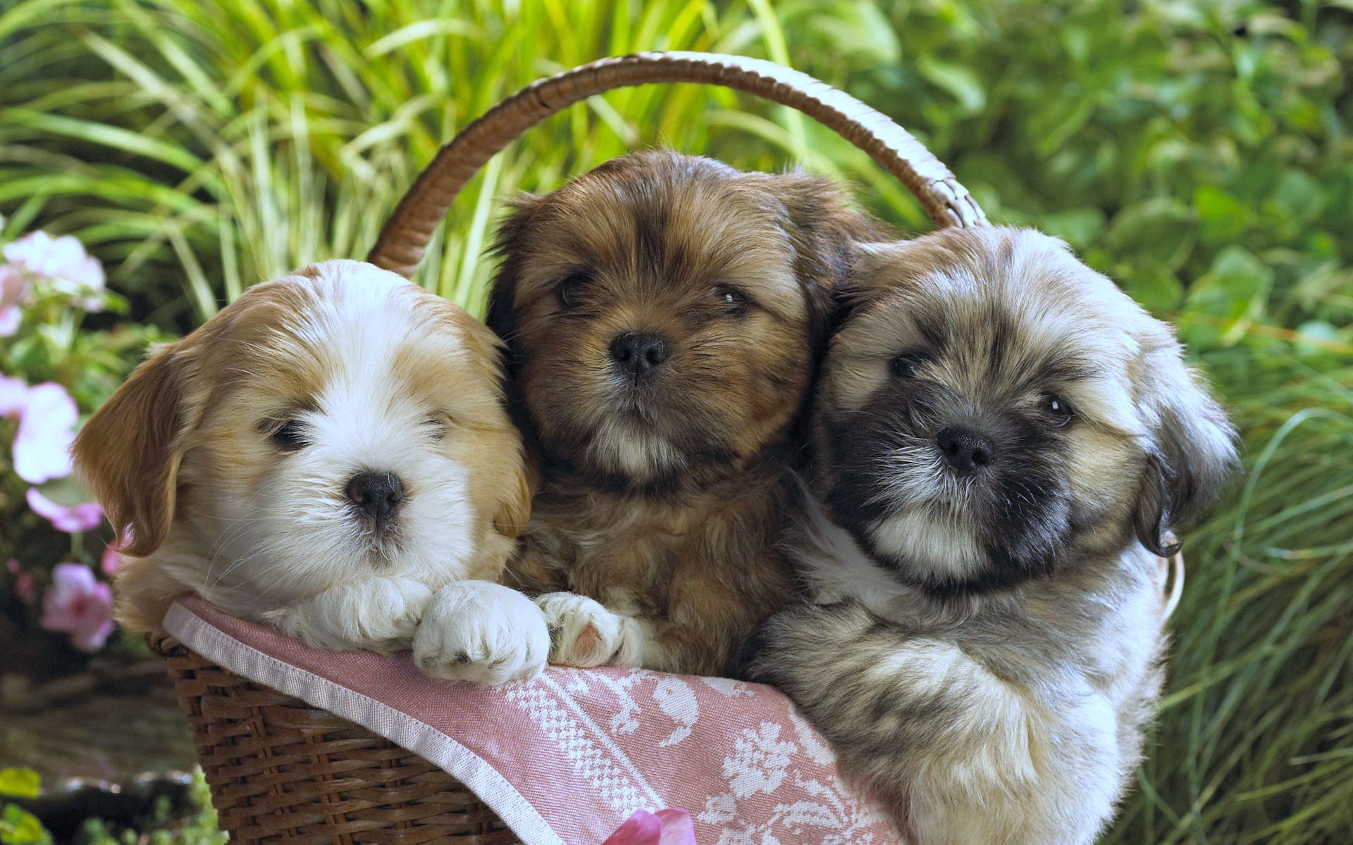 58674 Screensavers and Wallpapers Puppies for phone. Download animals, to lie down, lie, basket, handkerchief, kerchief, three, puppies pictures for free