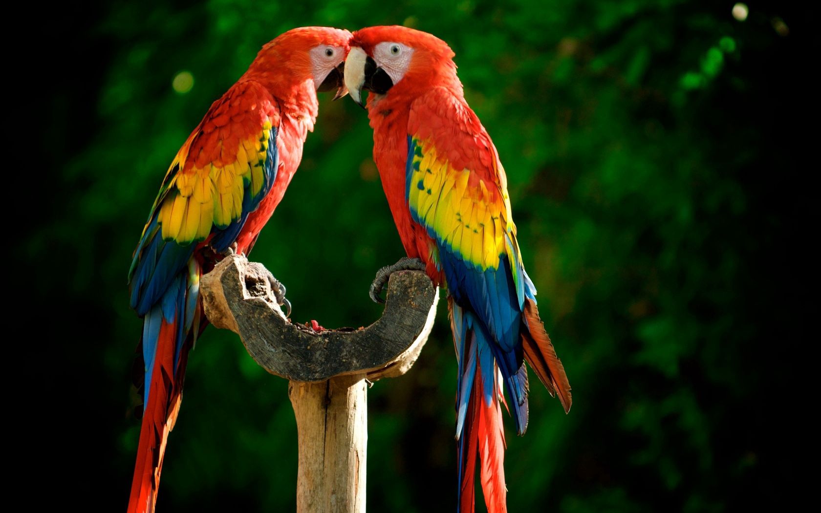 Laden Sie das Papageien, Tiere, Feder, Paar, Bunt, Bunten-Bild kostenlos auf Ihren PC-Desktop herunter