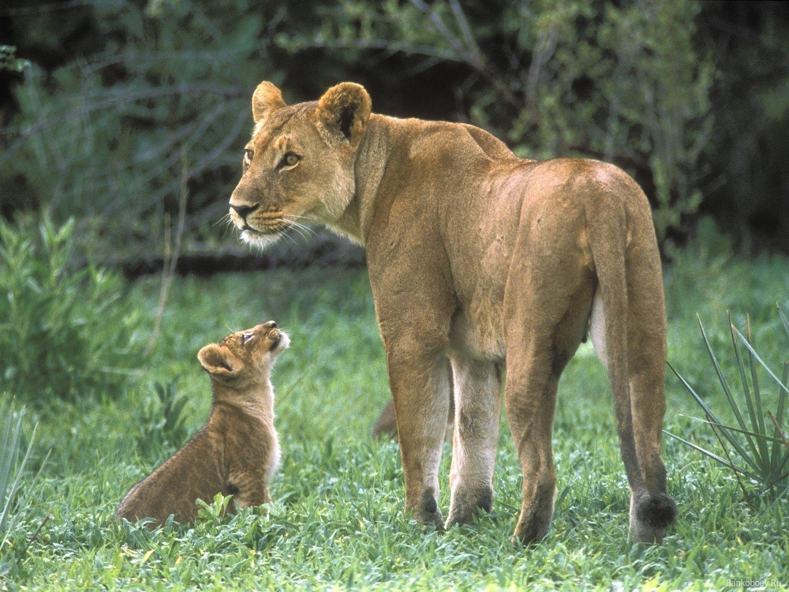 Laden Sie das Tiere, Lions-Bild kostenlos auf Ihren PC-Desktop herunter