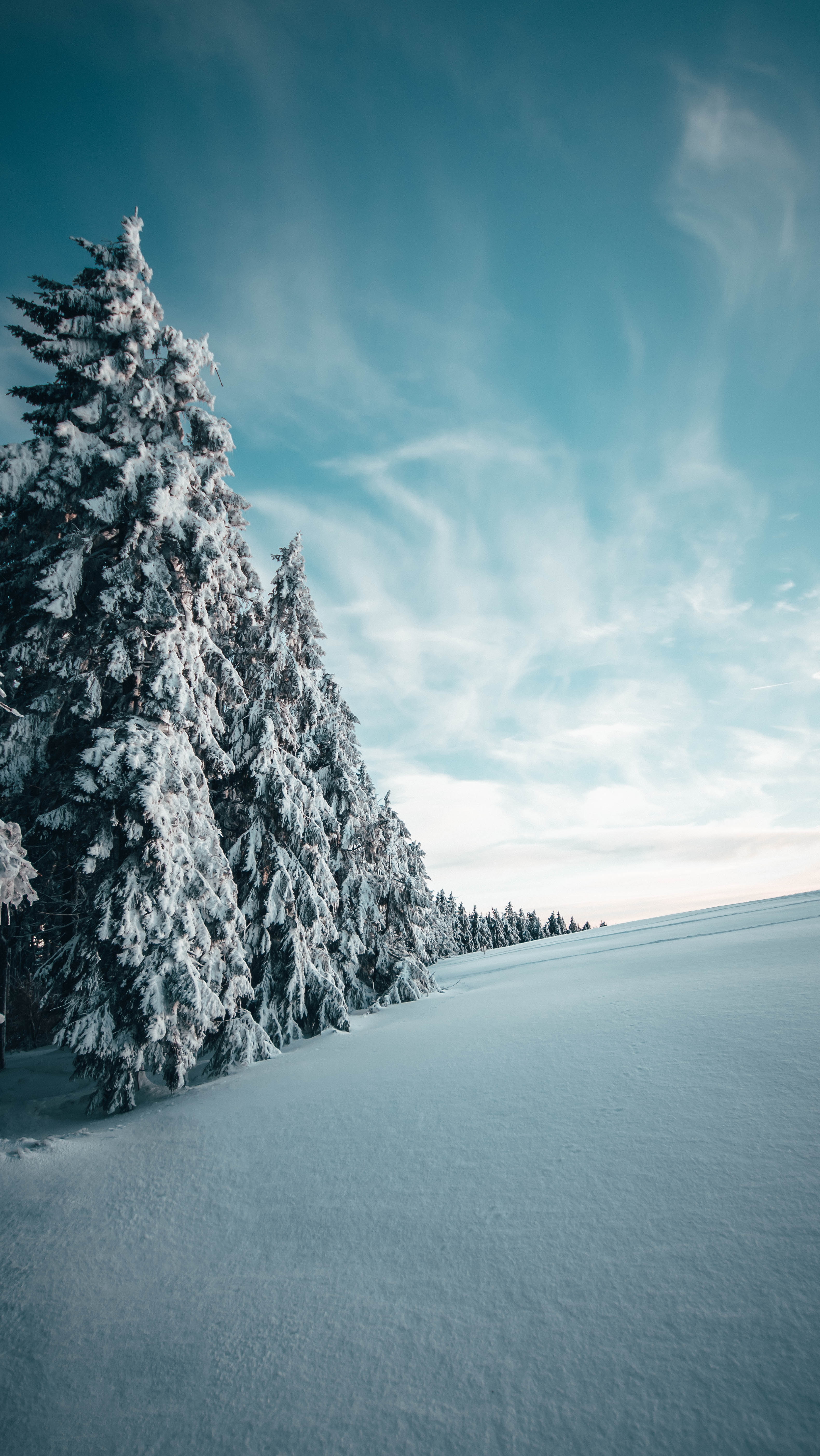 Free HD, 4K, 32K, Ultra HD trees, snow, winter, snow covered