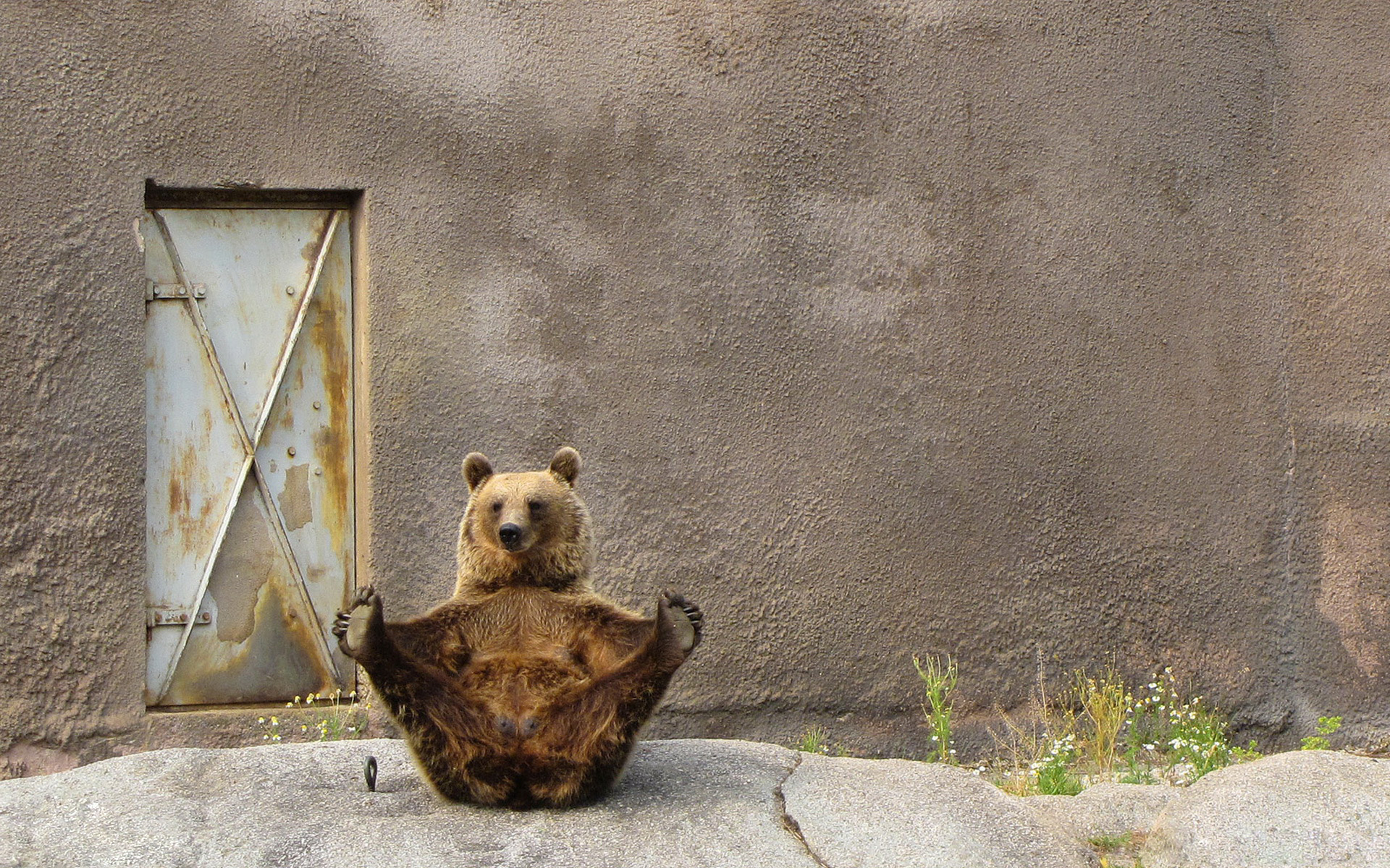 HD wallpaper animal, bear, bears