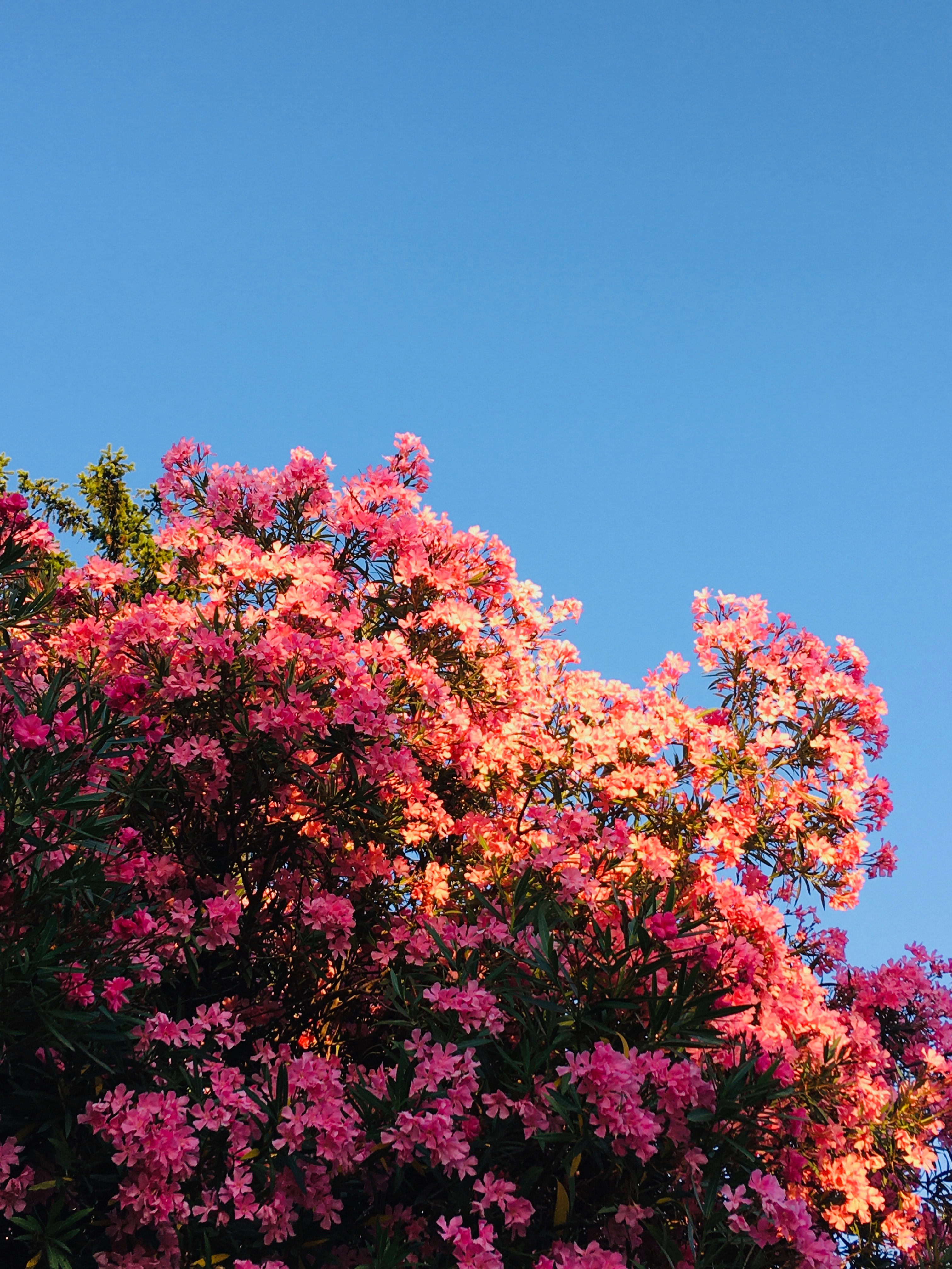 Laden Sie das Blumen, Rosa, Bush, Blühen, Blühenden-Bild kostenlos auf Ihren PC-Desktop herunter