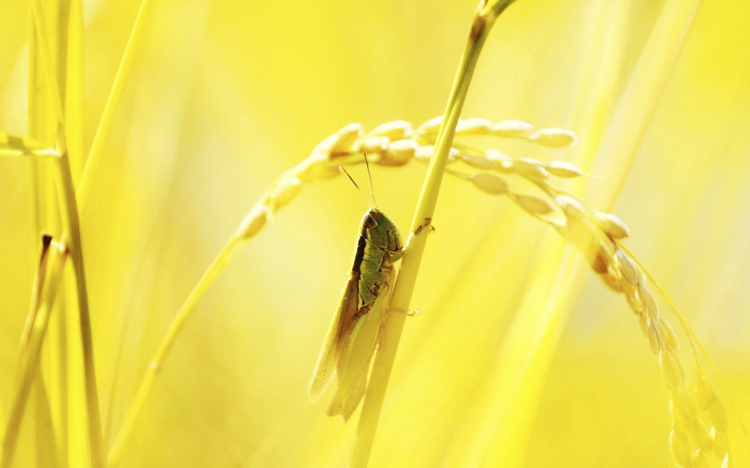 macro, grasshopper, grass, shine, light 8K