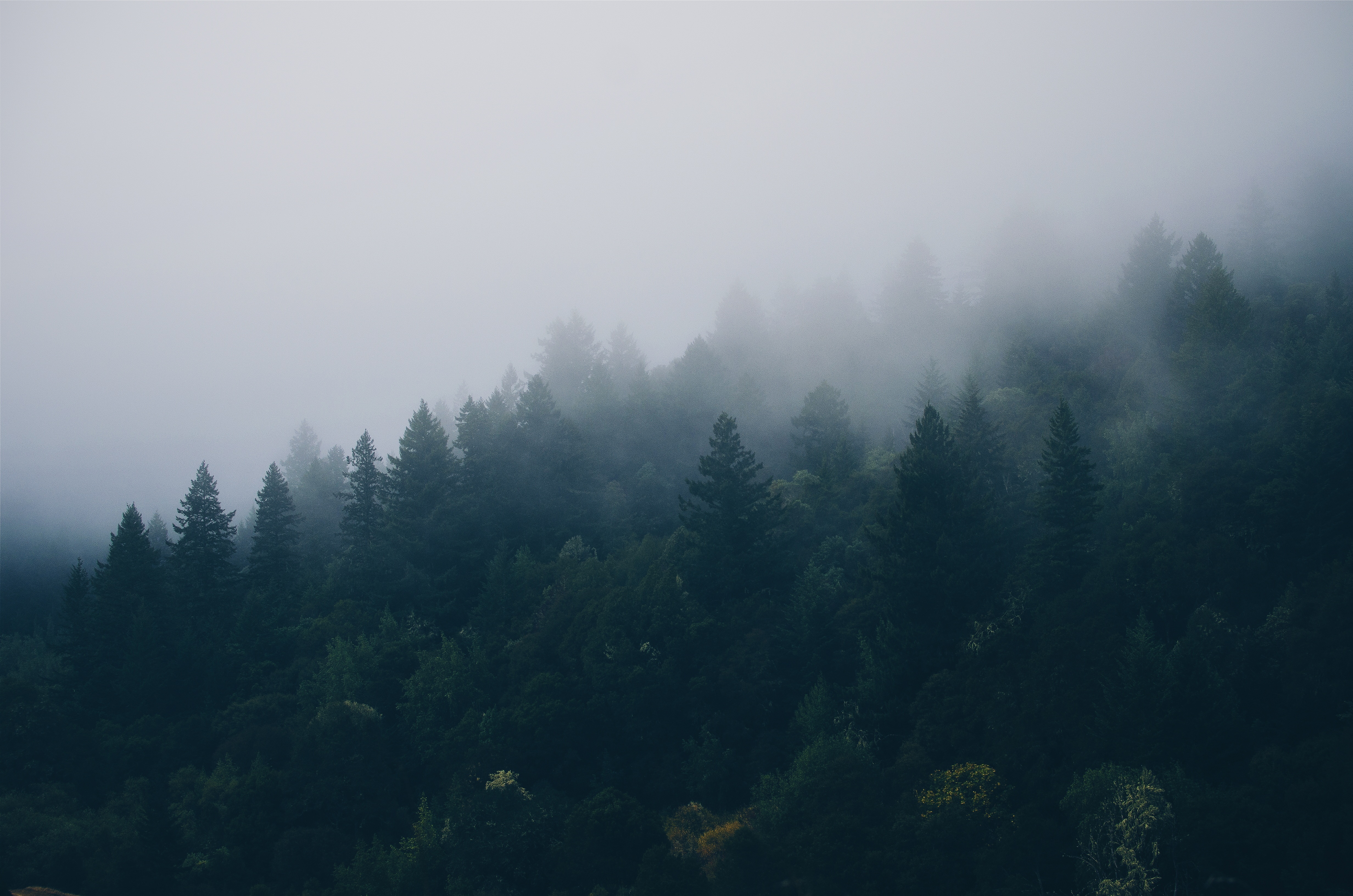 fog, nature, trees, forest