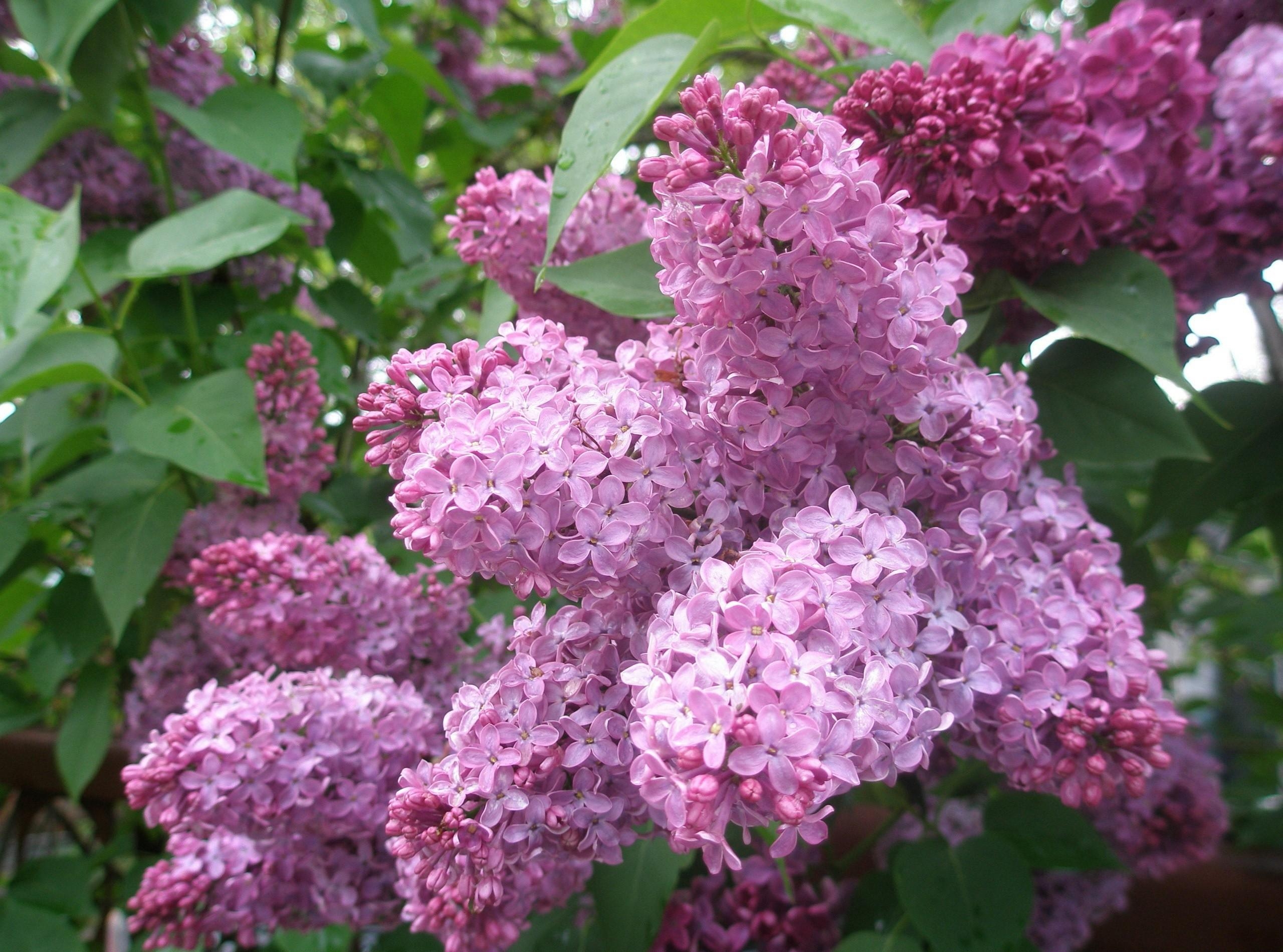 Laden Sie das Blumen, Lilac, Bush, Blühen, Blühenden, Busch, Frühling-Bild kostenlos auf Ihren PC-Desktop herunter