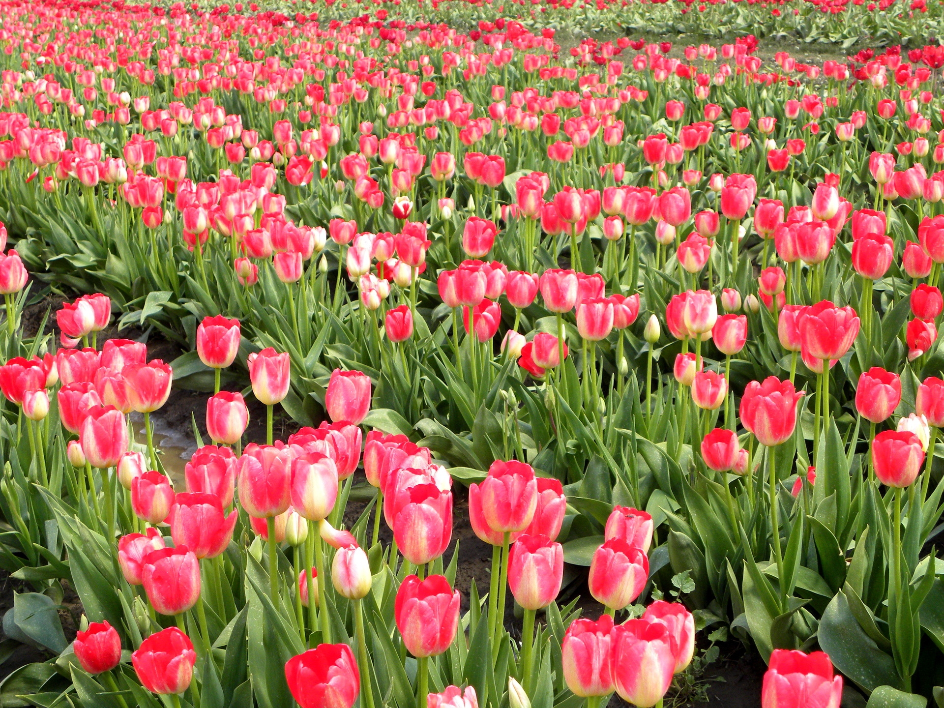 rows, spring, ranks, flowers, field, tulips download HD wallpaper