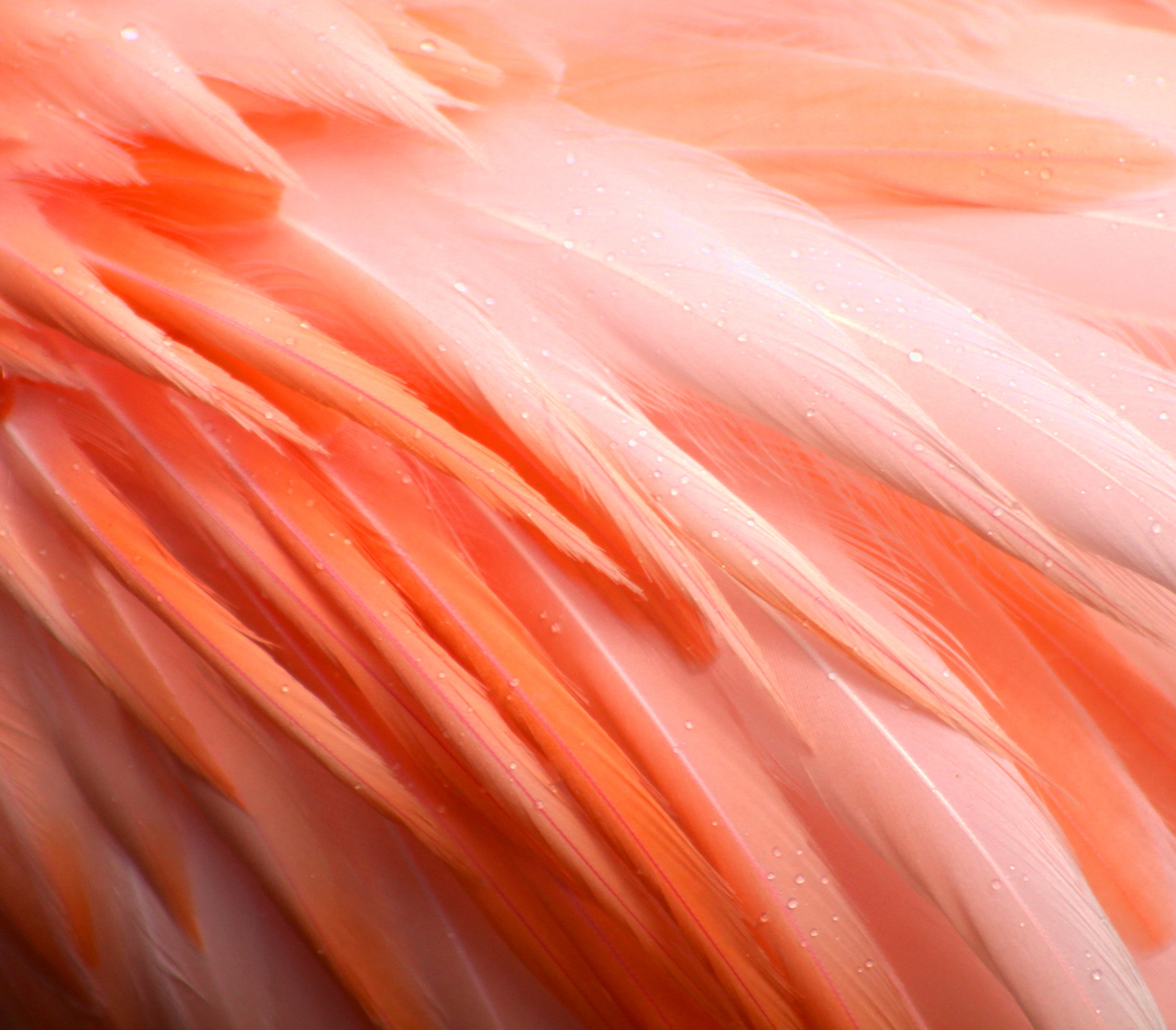106520 Hintergrundbilder und Flamingo Bilder auf dem Desktop. Laden Sie makro, nass, feder, drops Bildschirmschoner kostenlos auf den PC herunter