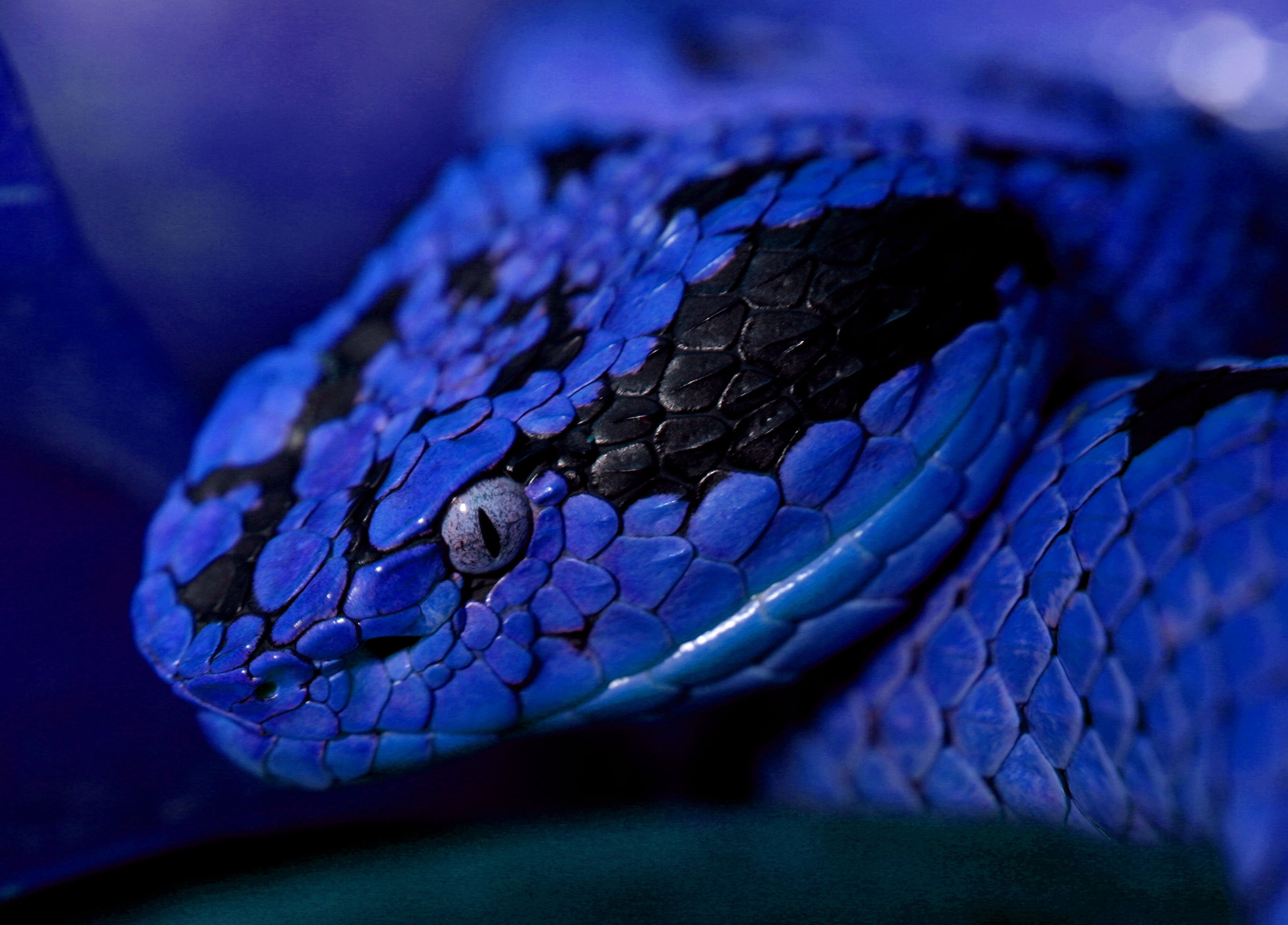 Widescreen image animals, color, snake