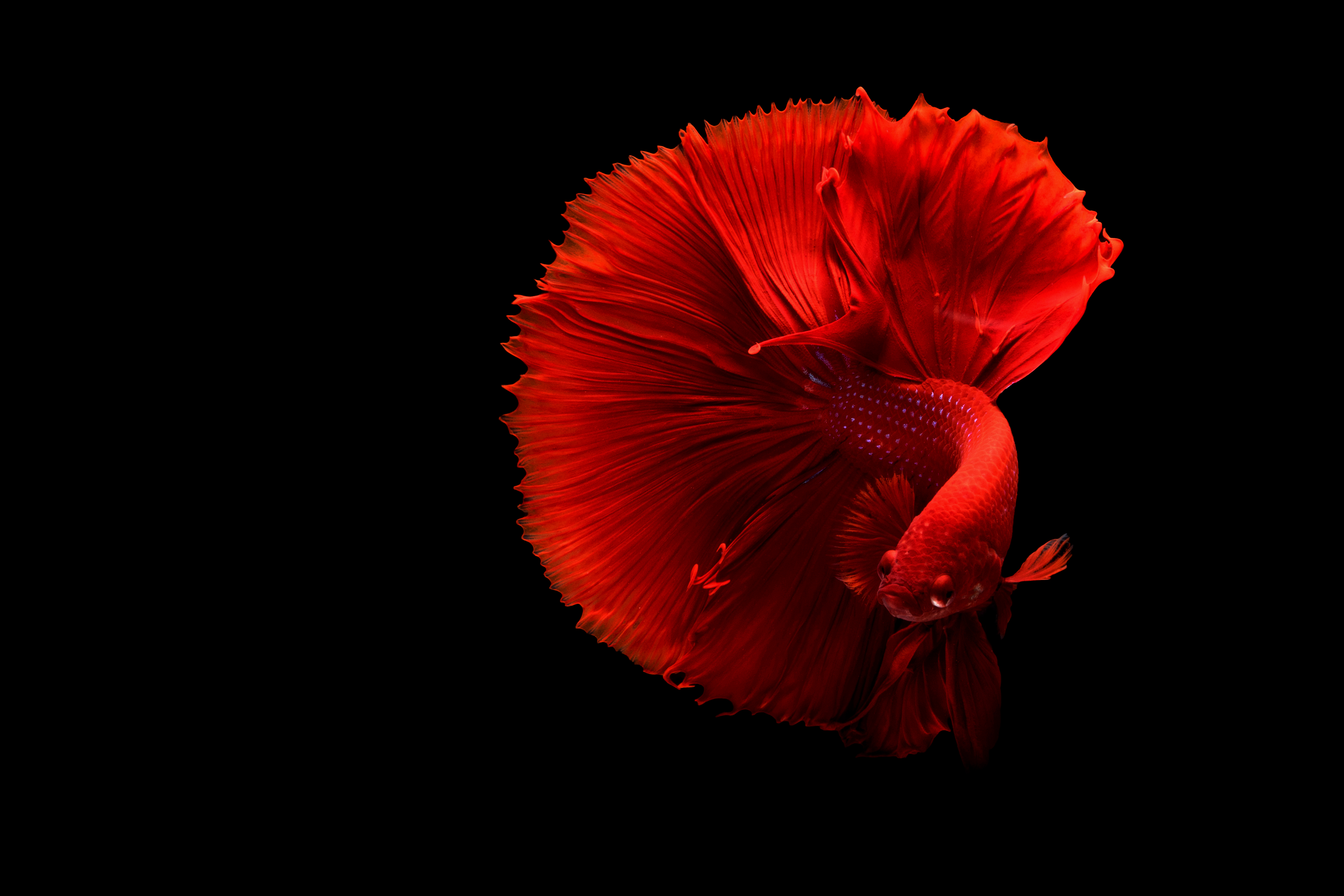 74471 Screensavers and Wallpapers Fish for phone. Download animals, red, fish, tail pictures for free