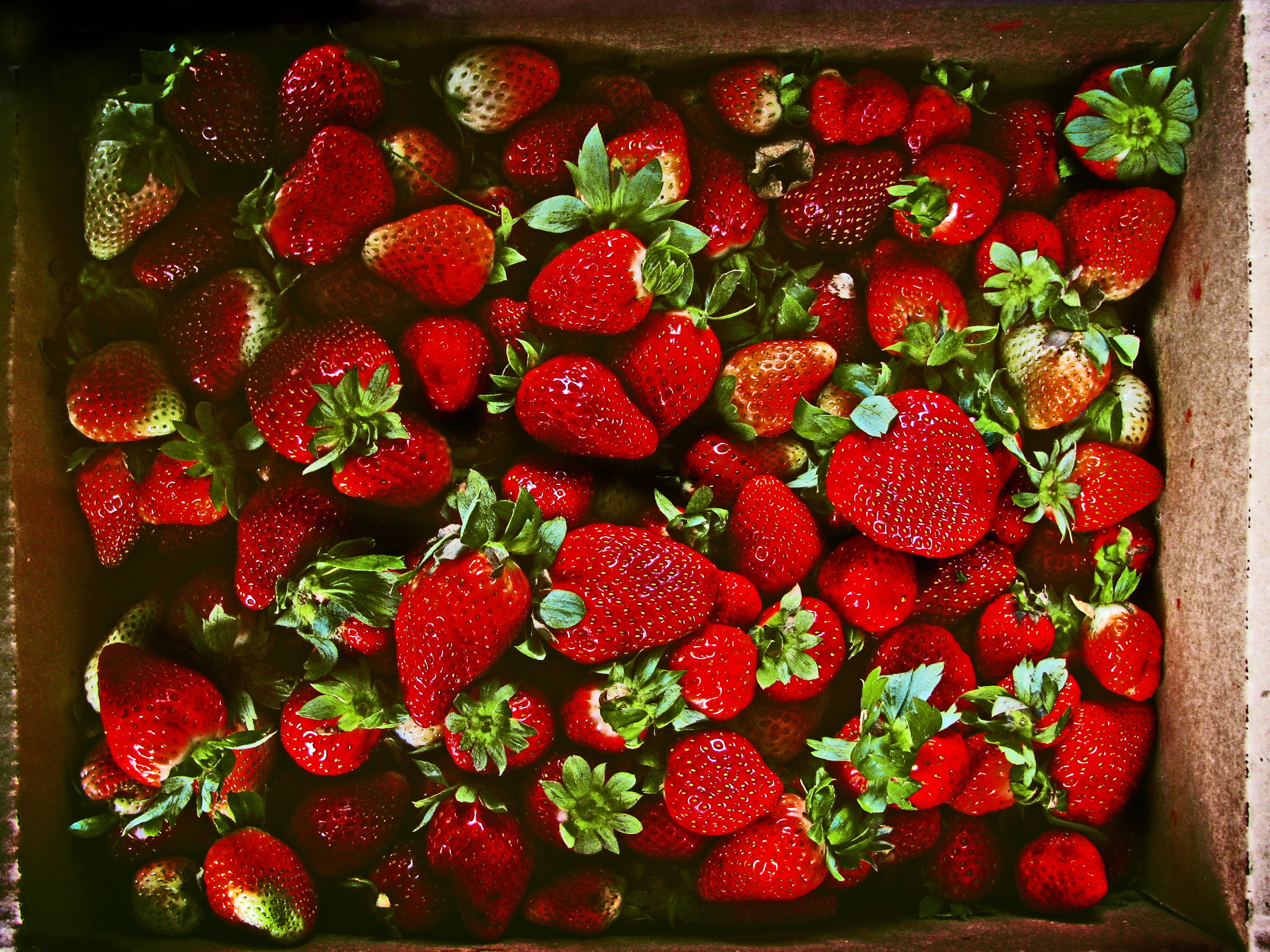 63898 Hintergrundbild herunterladen lebensmittel, erdbeere, berries, reif, saftig - Bildschirmschoner und Bilder kostenlos