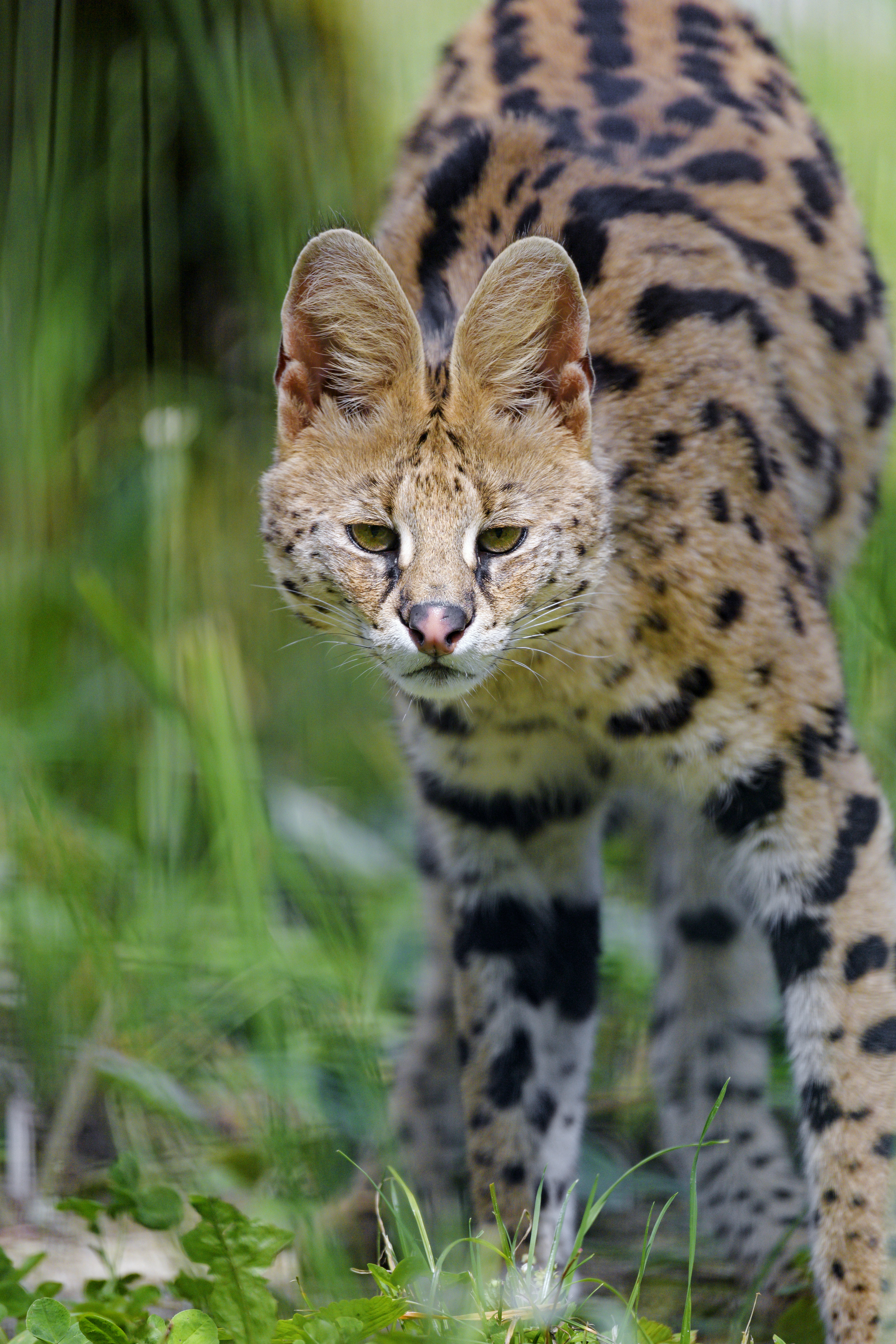 54137 Bild herunterladen tiere, katze, raubtier, predator, flecken, spots, sicht, meinung, wildkatze, wilde katze, serval - Hintergrundbilder und Bildschirmschoner kostenlos