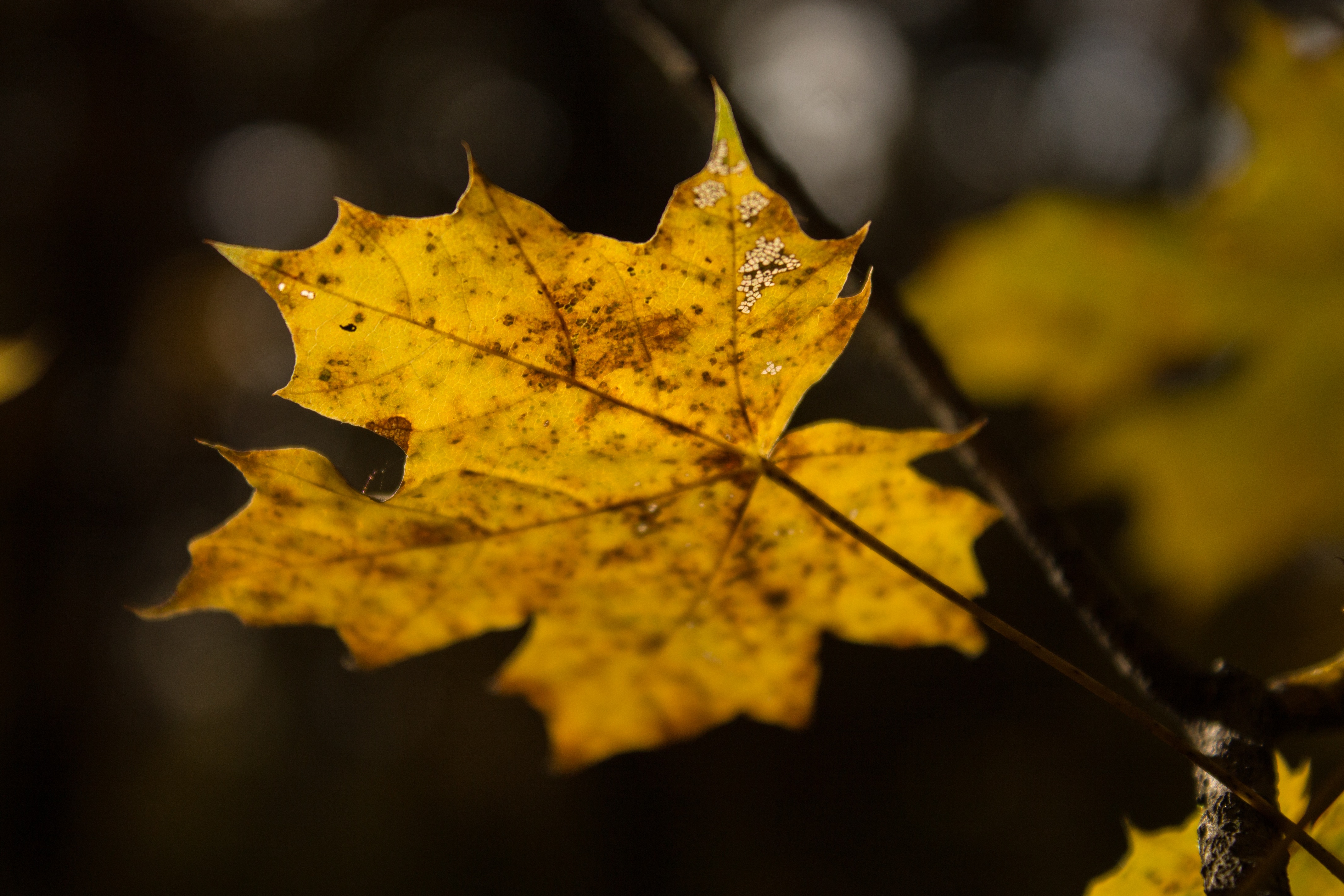 Phone Wallpaper autumn, leaf, sheet, nature