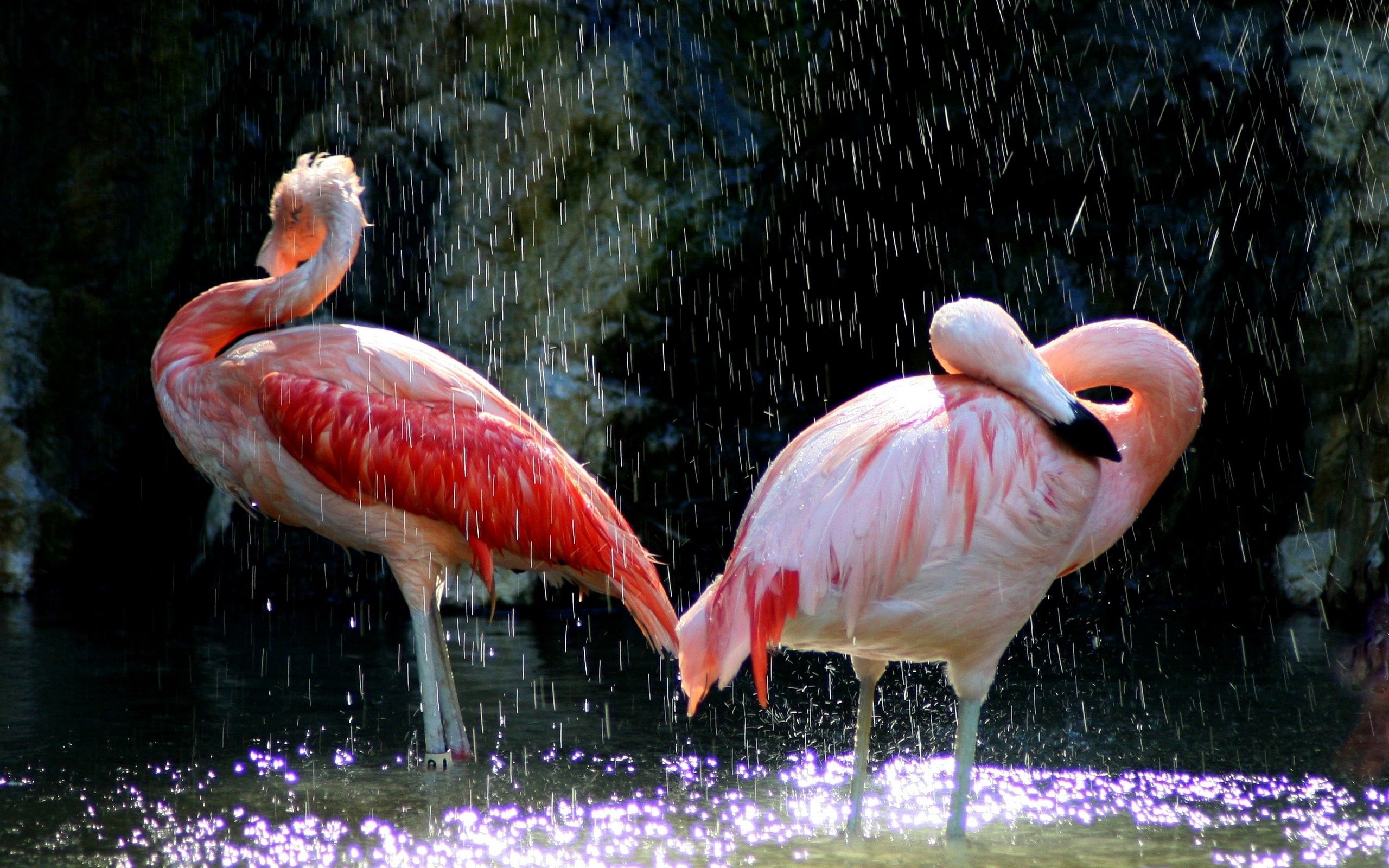 Handy-Wallpaper Tiere, Vögel, Wasser, Flamingo, Drops kostenlos herunterladen.