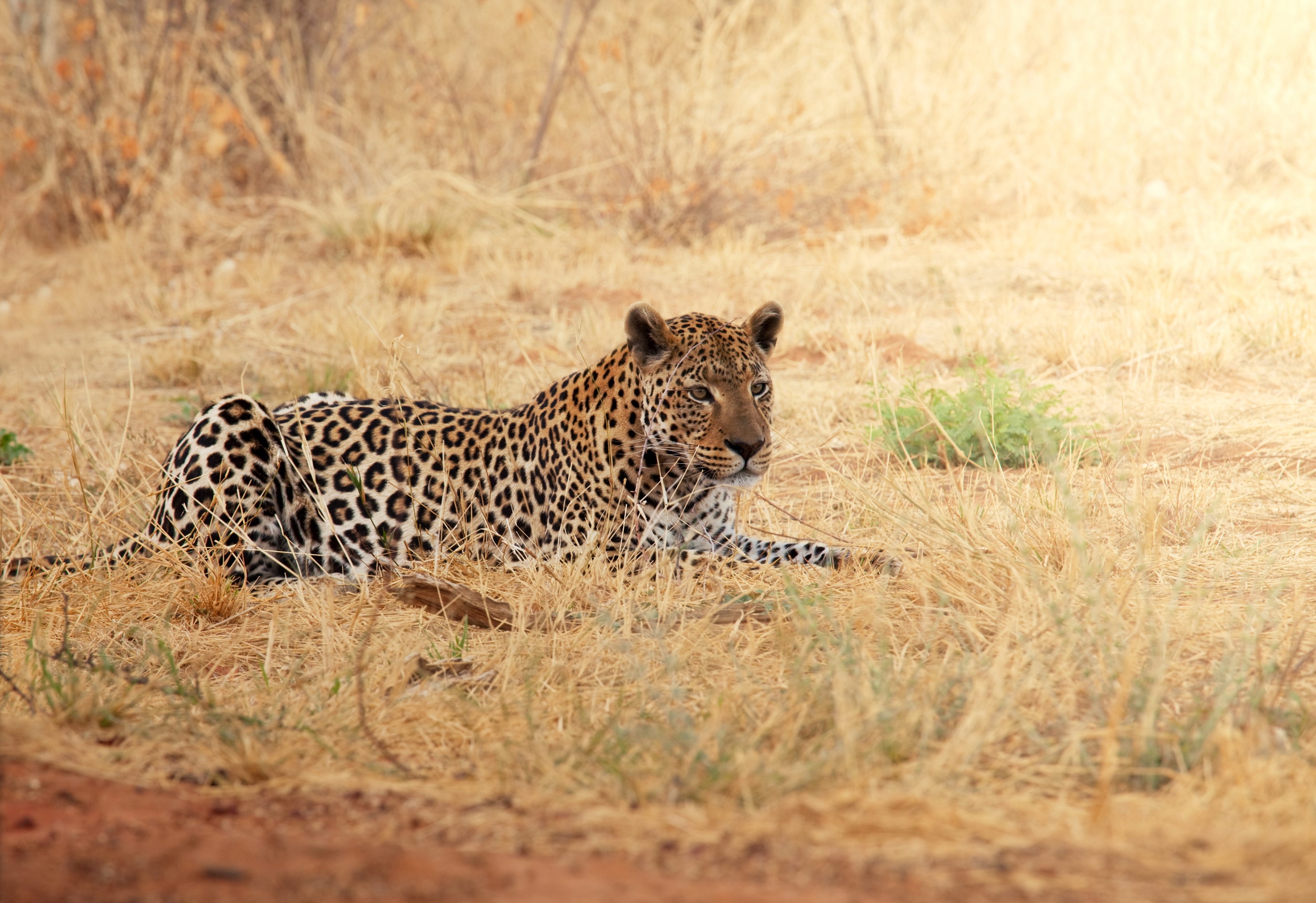 Download mobile wallpaper Animals, Grass, Leopard, Relaxation, Rest, Africa for free.