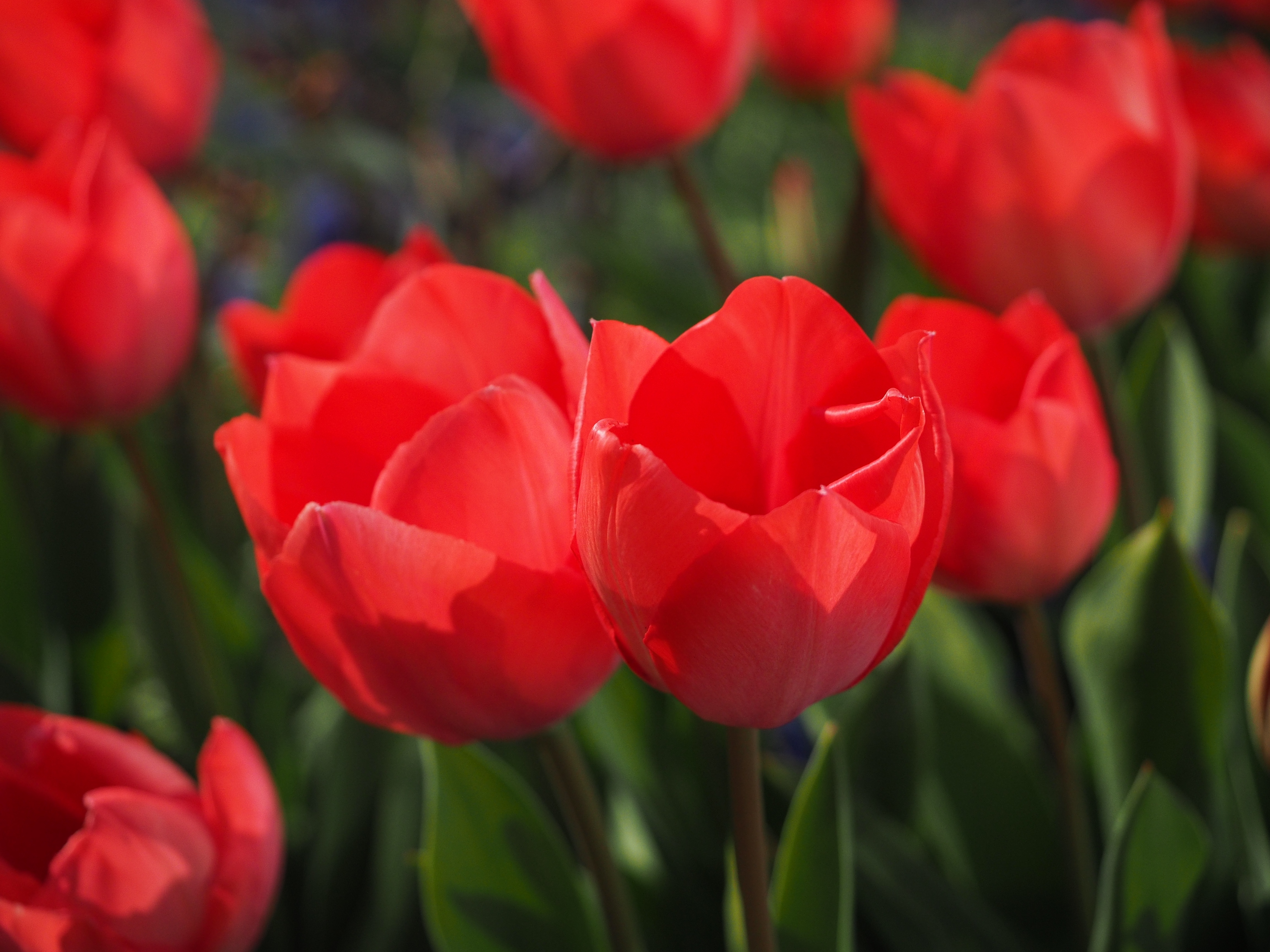 Laden Sie das Blumen, Tulpen, Blumenbeet, Knospen-Bild kostenlos auf Ihren PC-Desktop herunter
