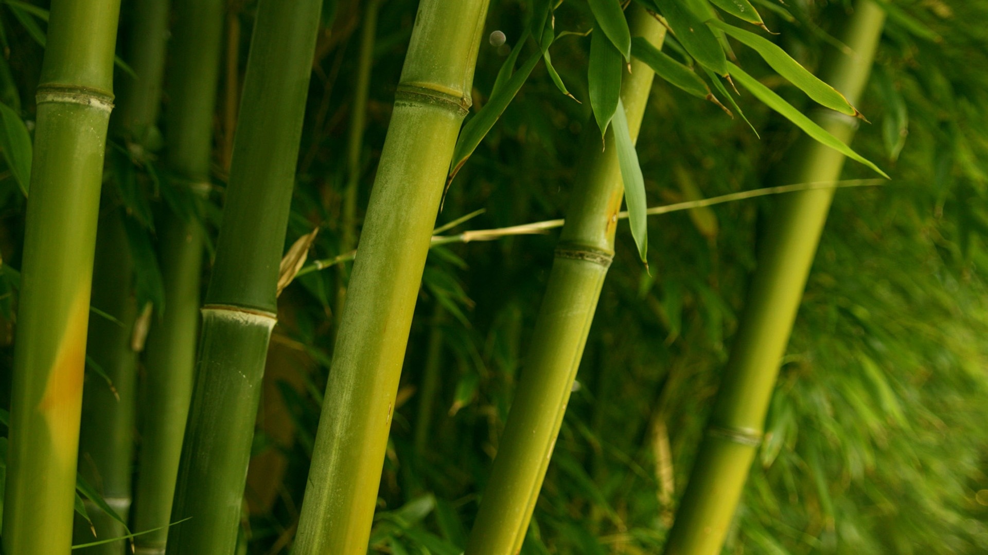 Таманский бамбук