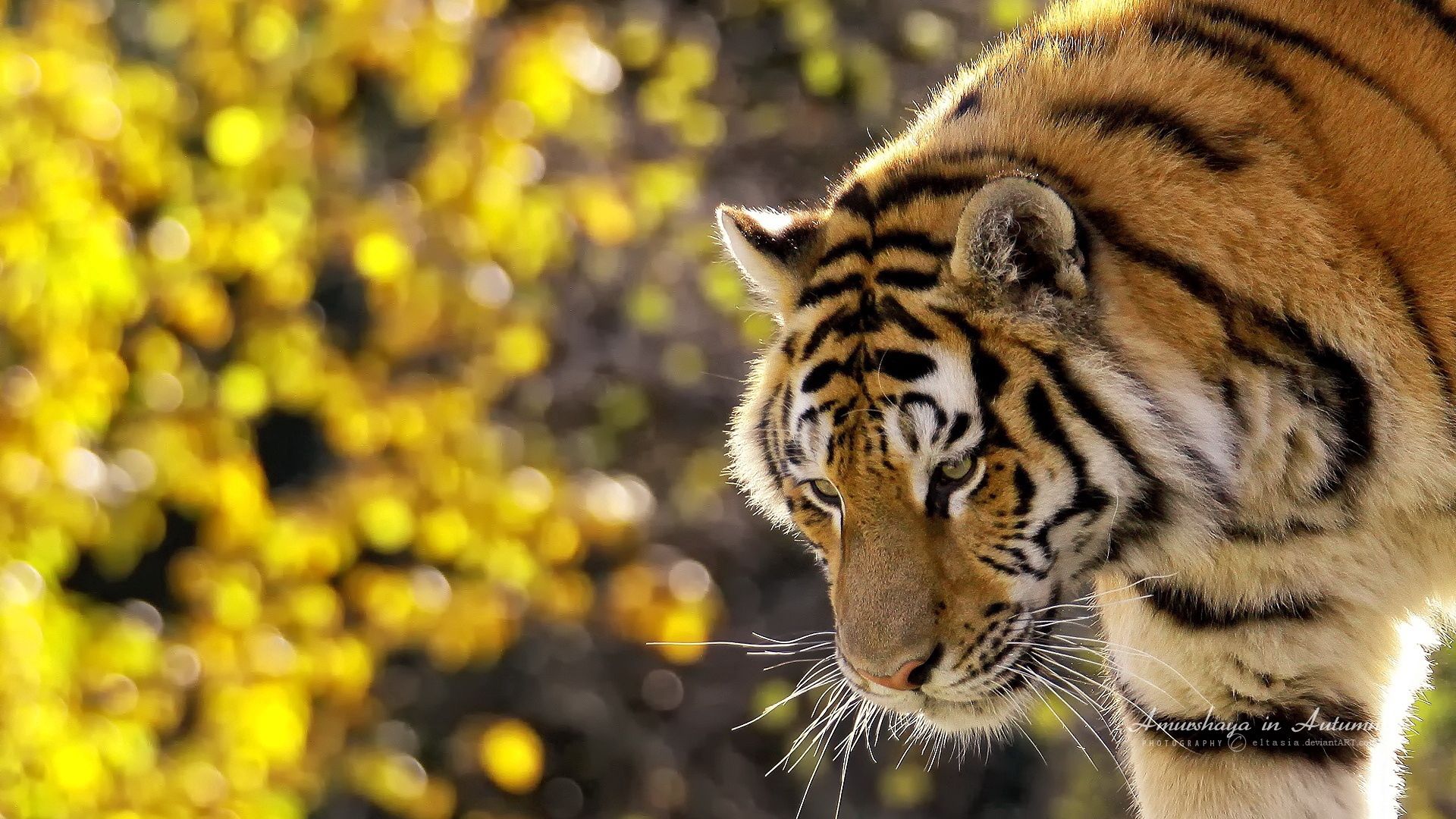 HD desktop wallpaper: Muzzle, Tiger, Animals, Glare, Big Cat download free  picture #85381