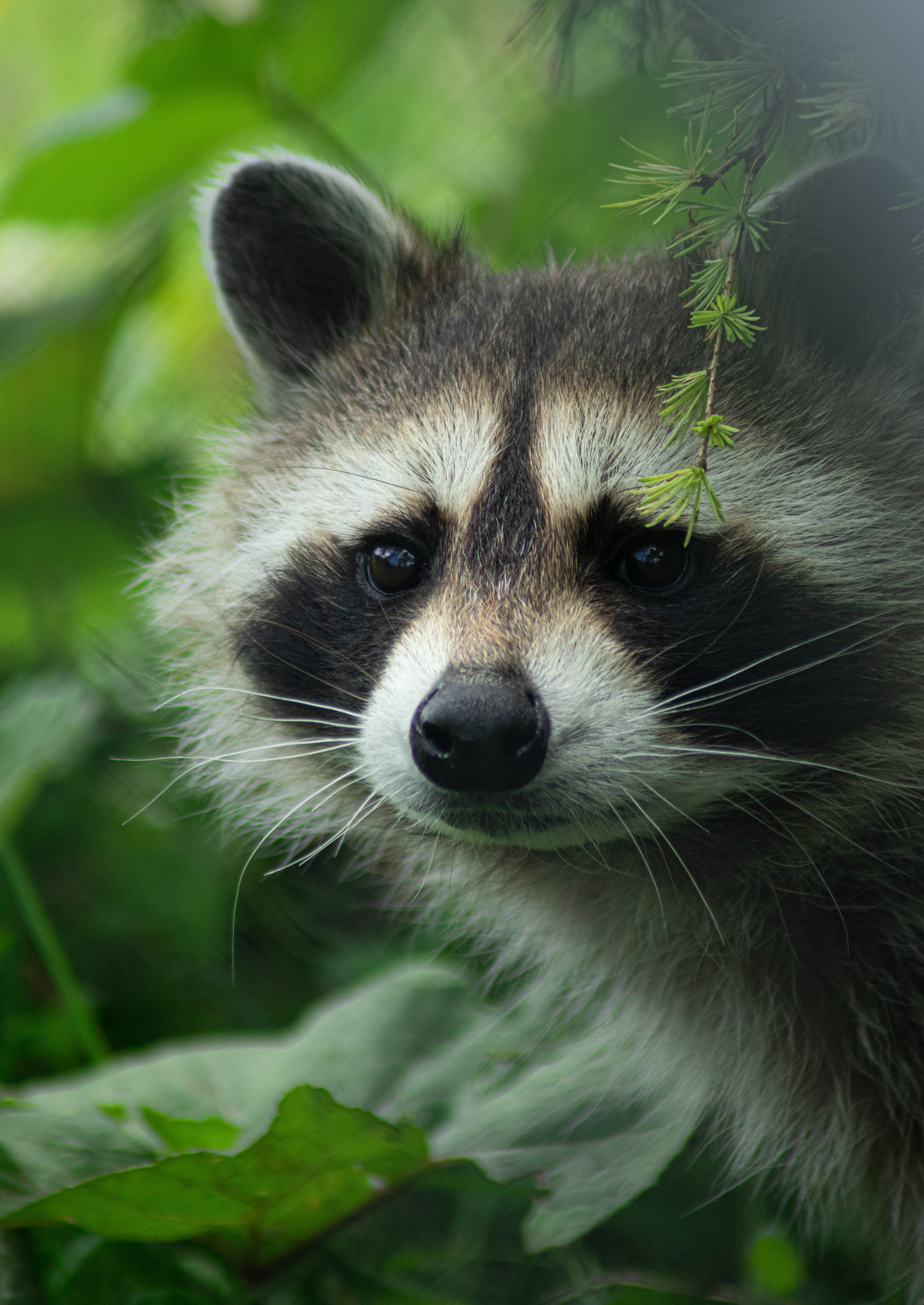 Sweetheart animals, nice, raccoon, muzzle Free Stock Photos