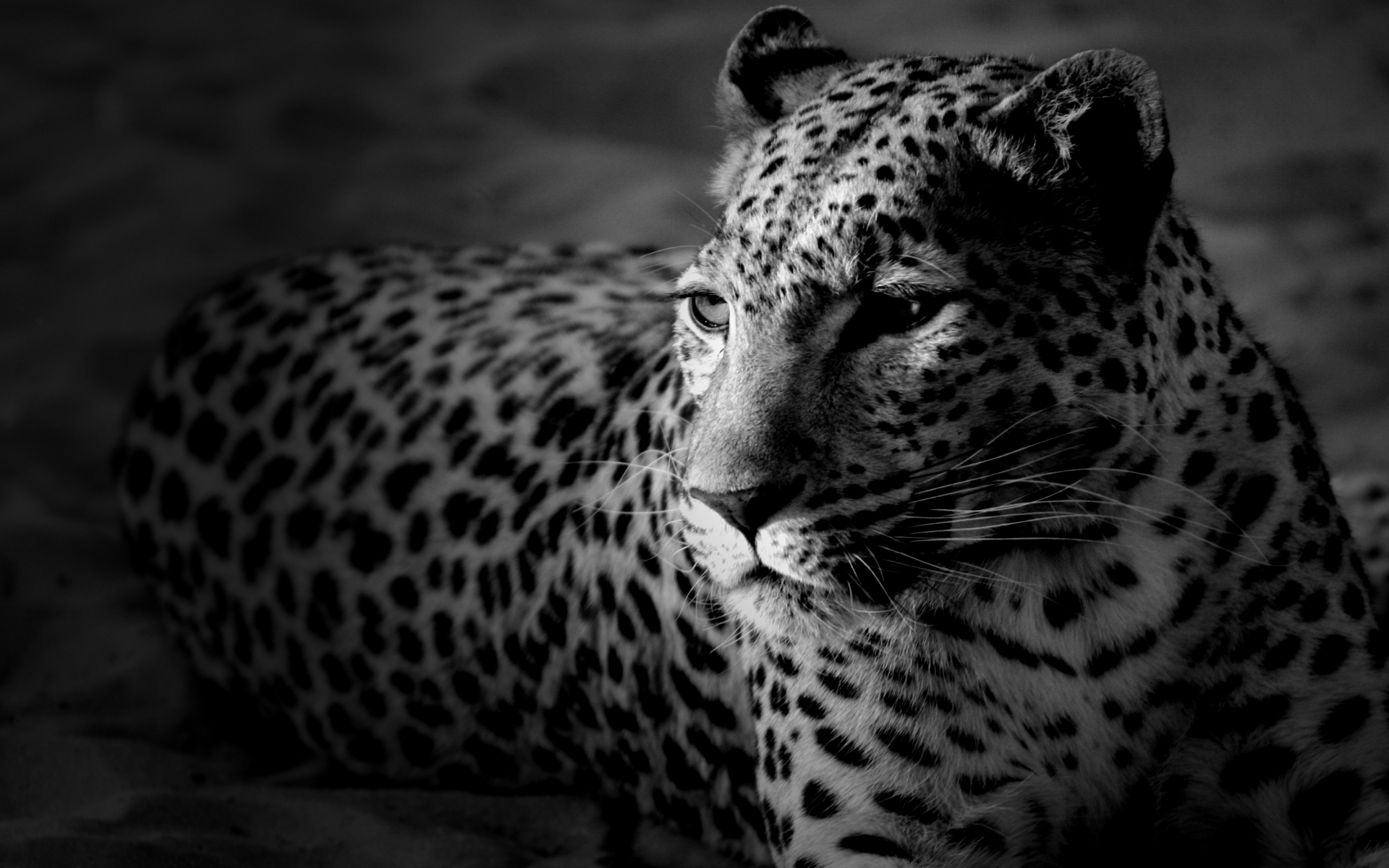 art photo, animals, leopards, gray 4K